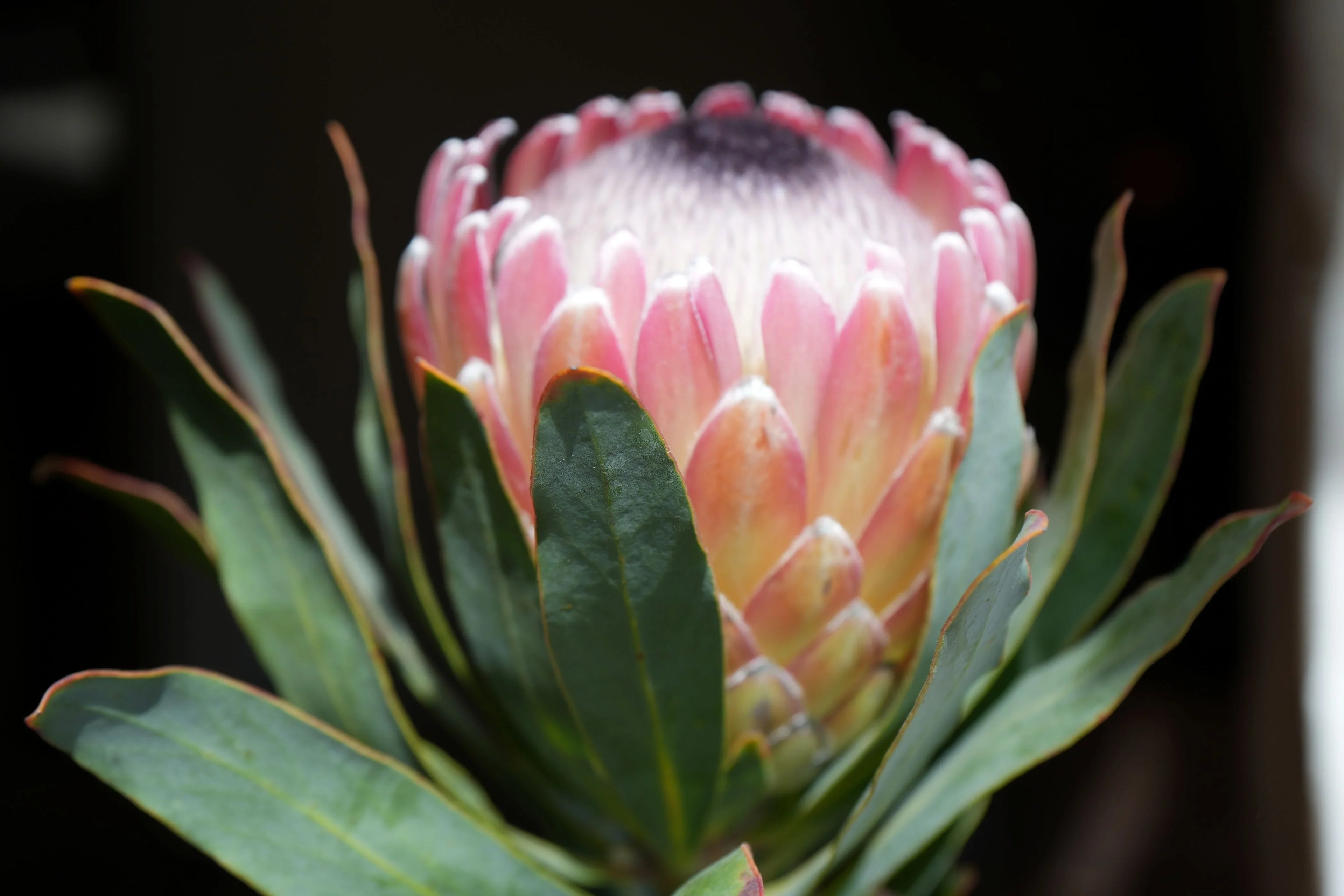 Close-up of blooming pink Protea Susara flower with green leaves