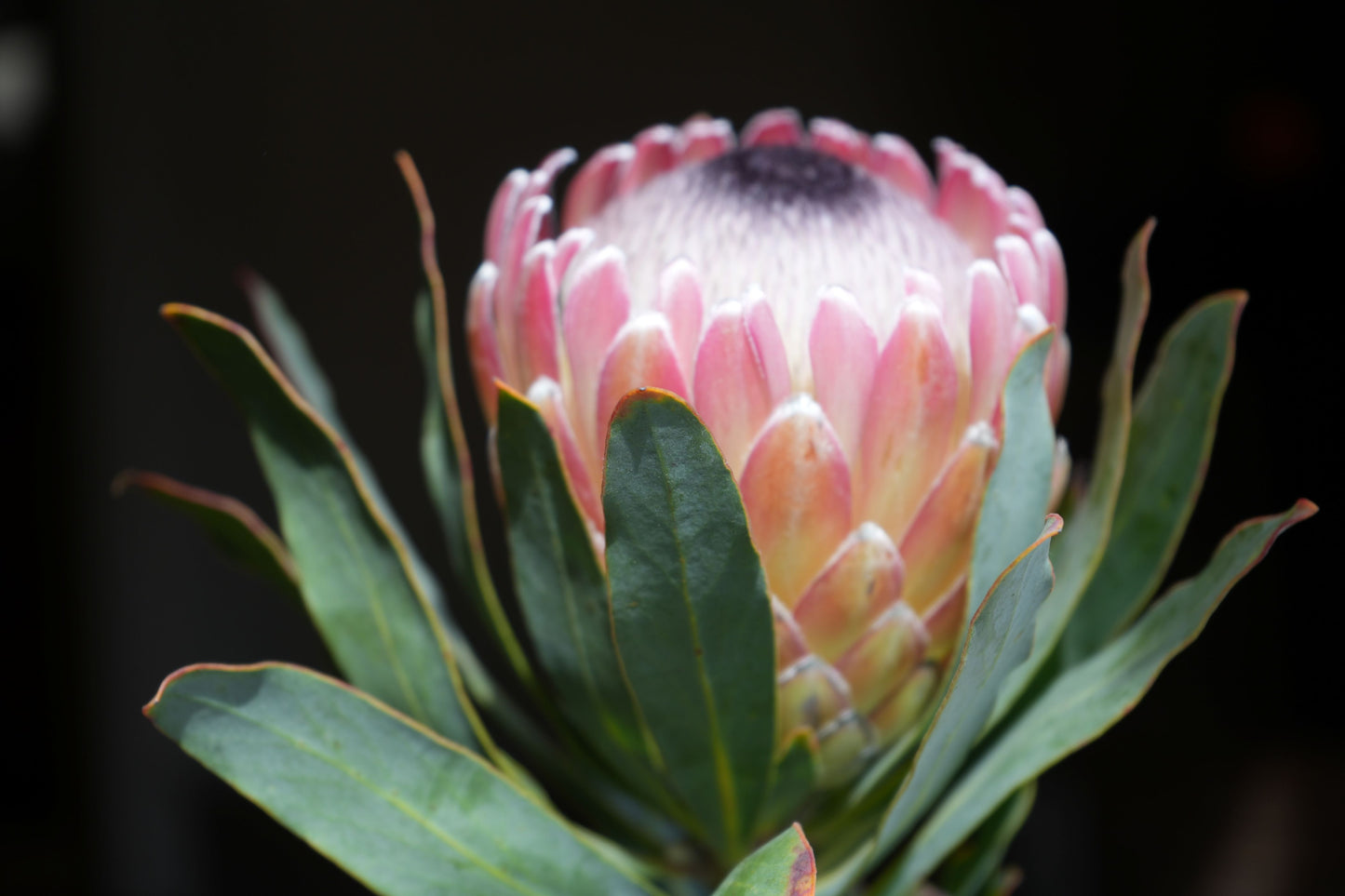 Close-up of a pink protea flower with green leaves against a dark background