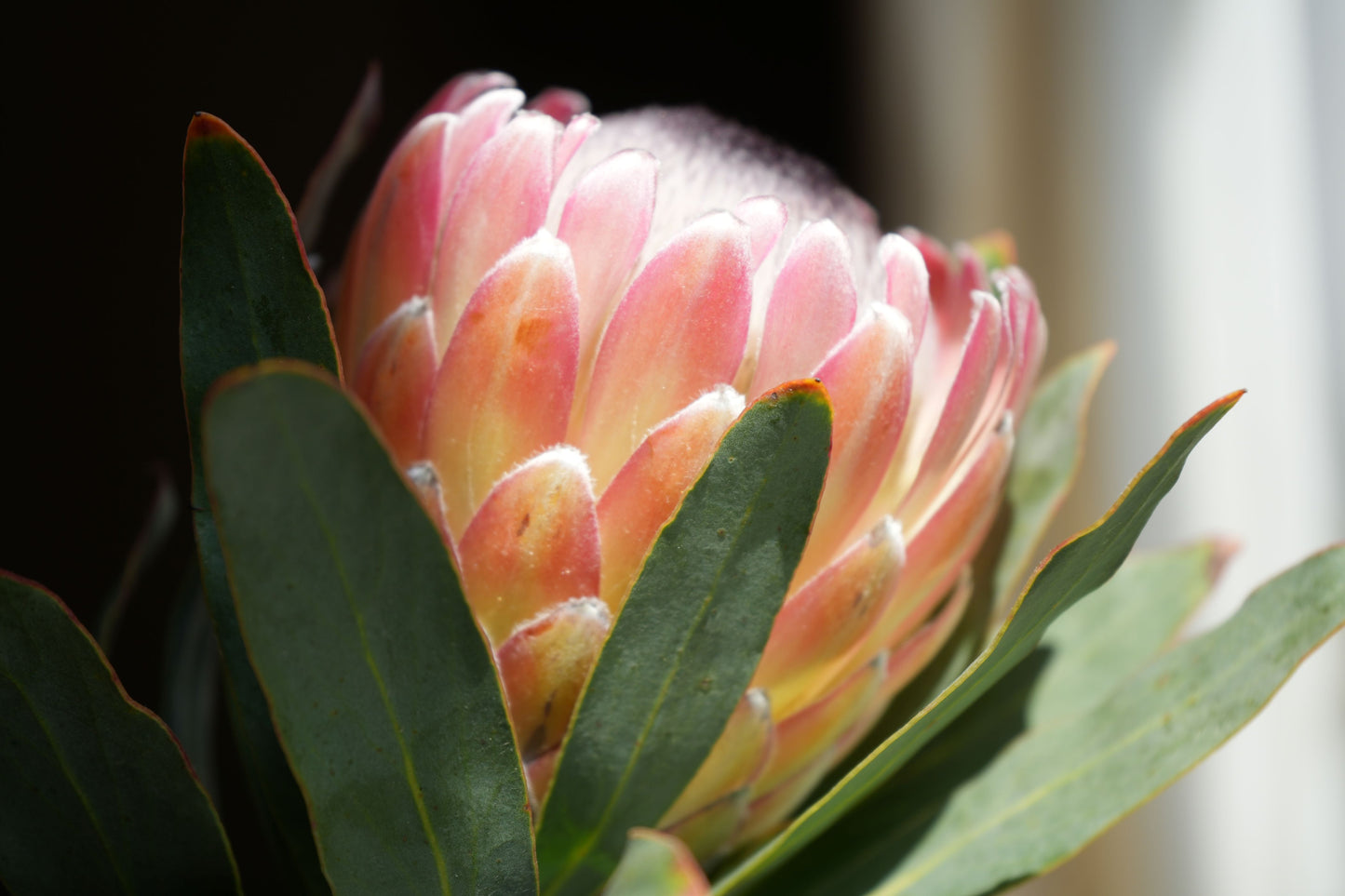 Close-up of a blooming pink and yellow protea flower surrounded by green leaves