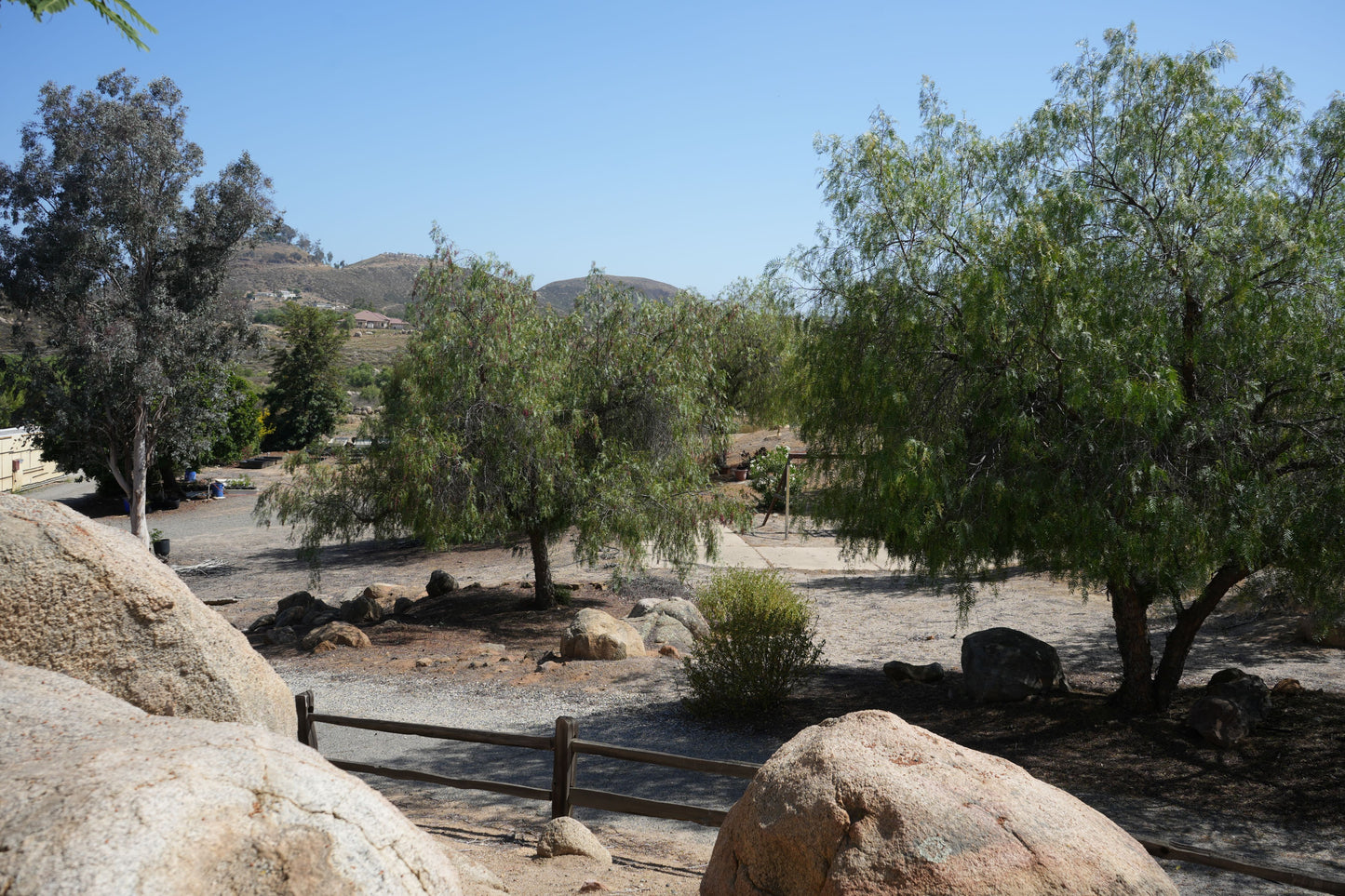 Peppercorn pepper trees in dry landscape with large rocks, wooden fence, and distant hills under clear sky