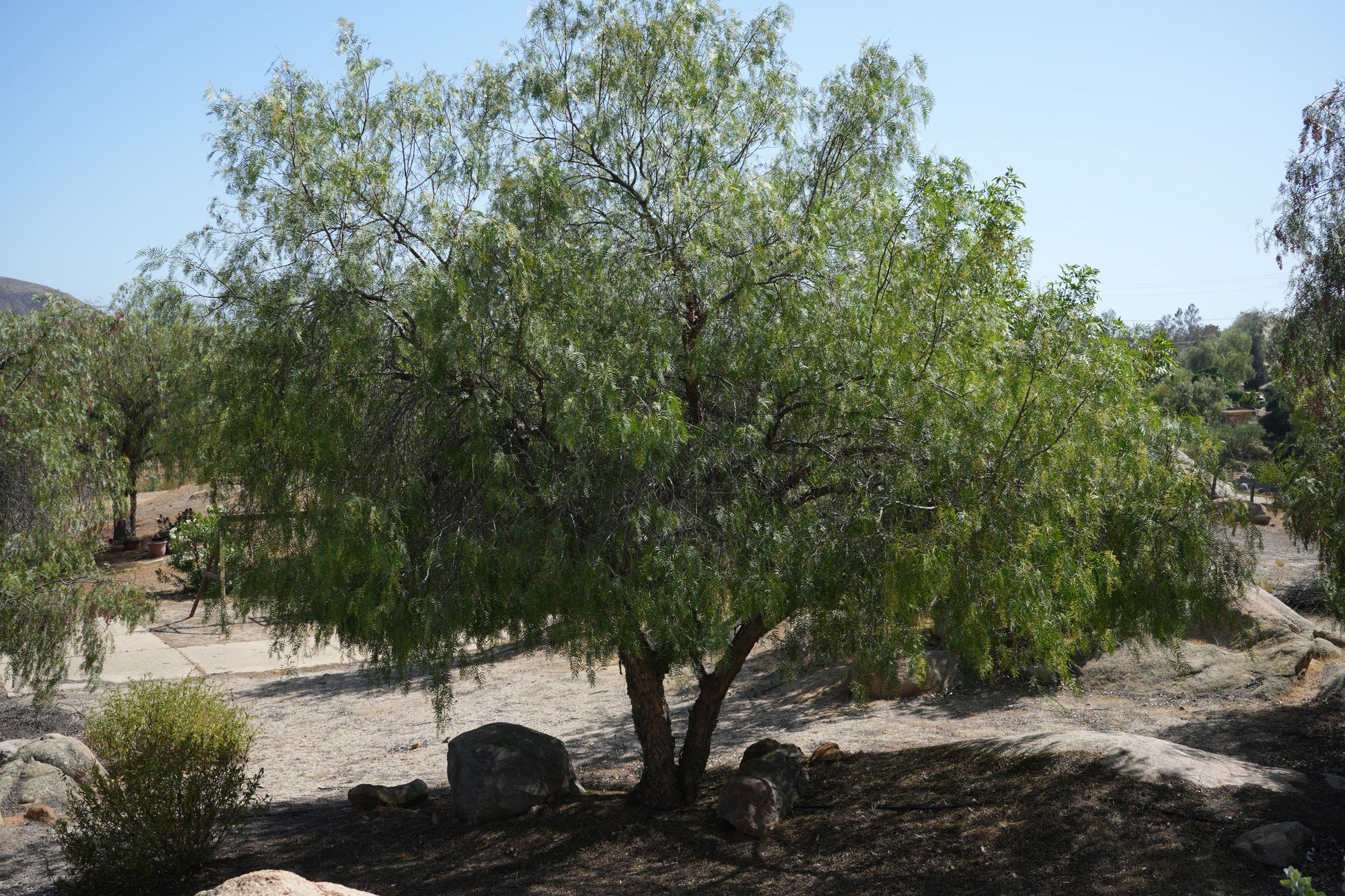 Large peppercorn tree with green foliage in dry, rocky landscape under clear blue sky
