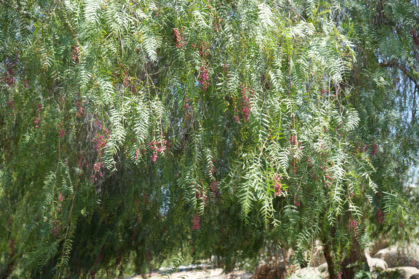 Peppercorn tree with clusters of red pepper berries hanging among green leaves in bright sunlight