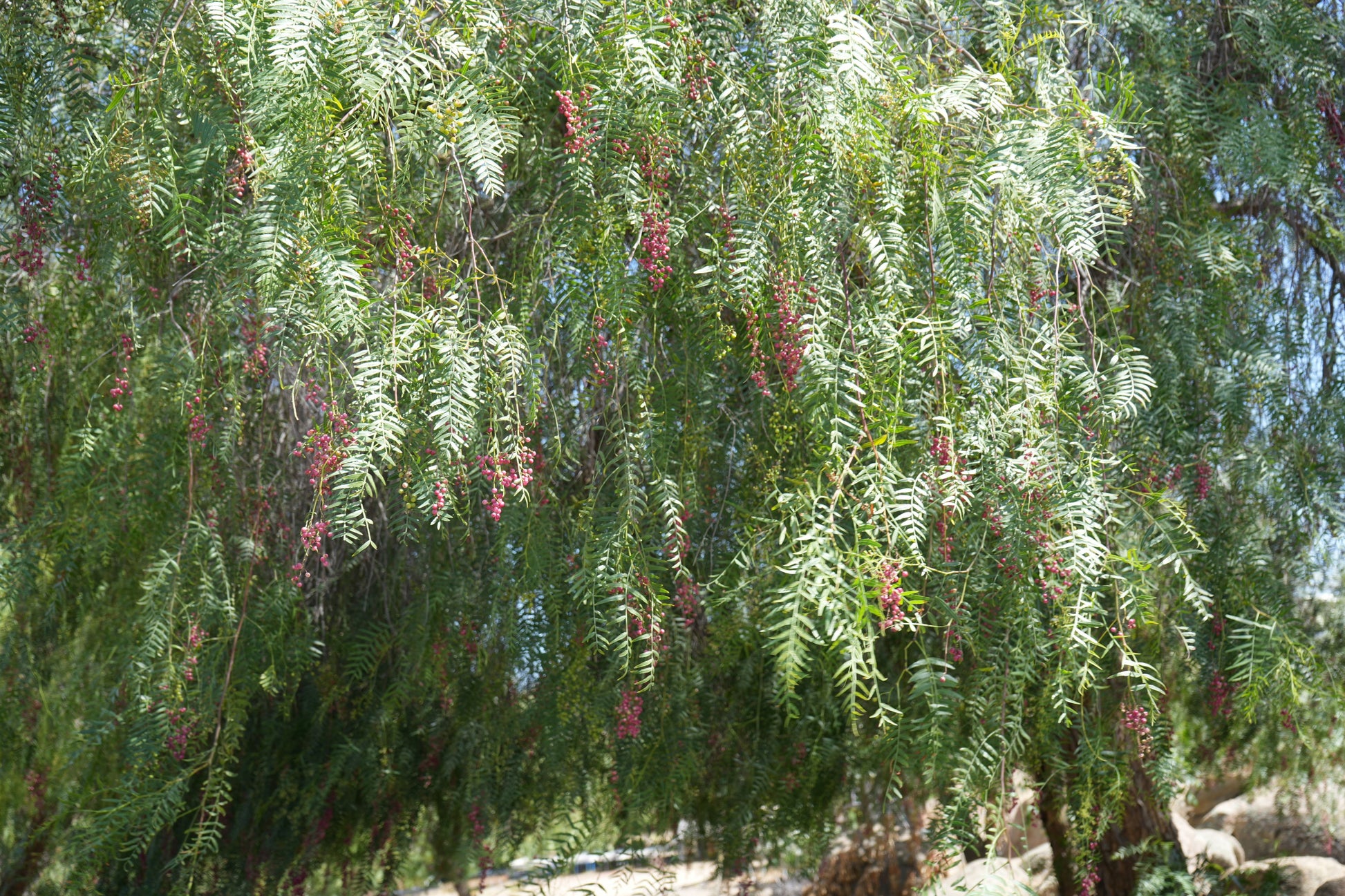 Peppercorn tree with clusters of red pepper berries hanging among green leaves in bright sunlight