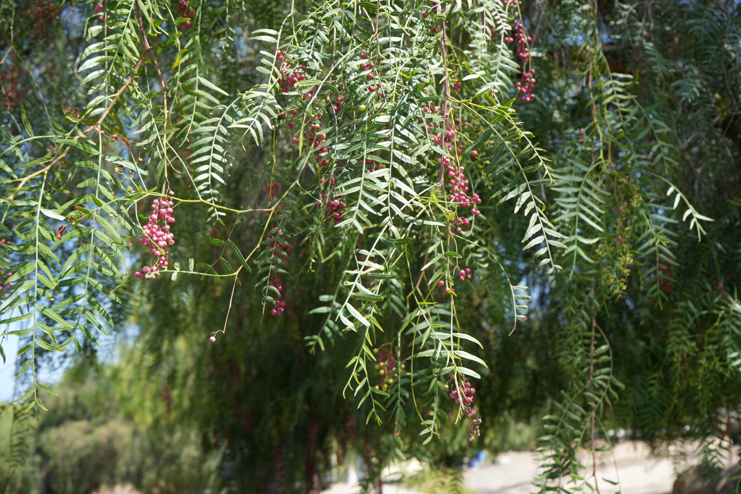Close-up of peppercorn tree branches with green leaves and clusters of pink peppercorns outdoors