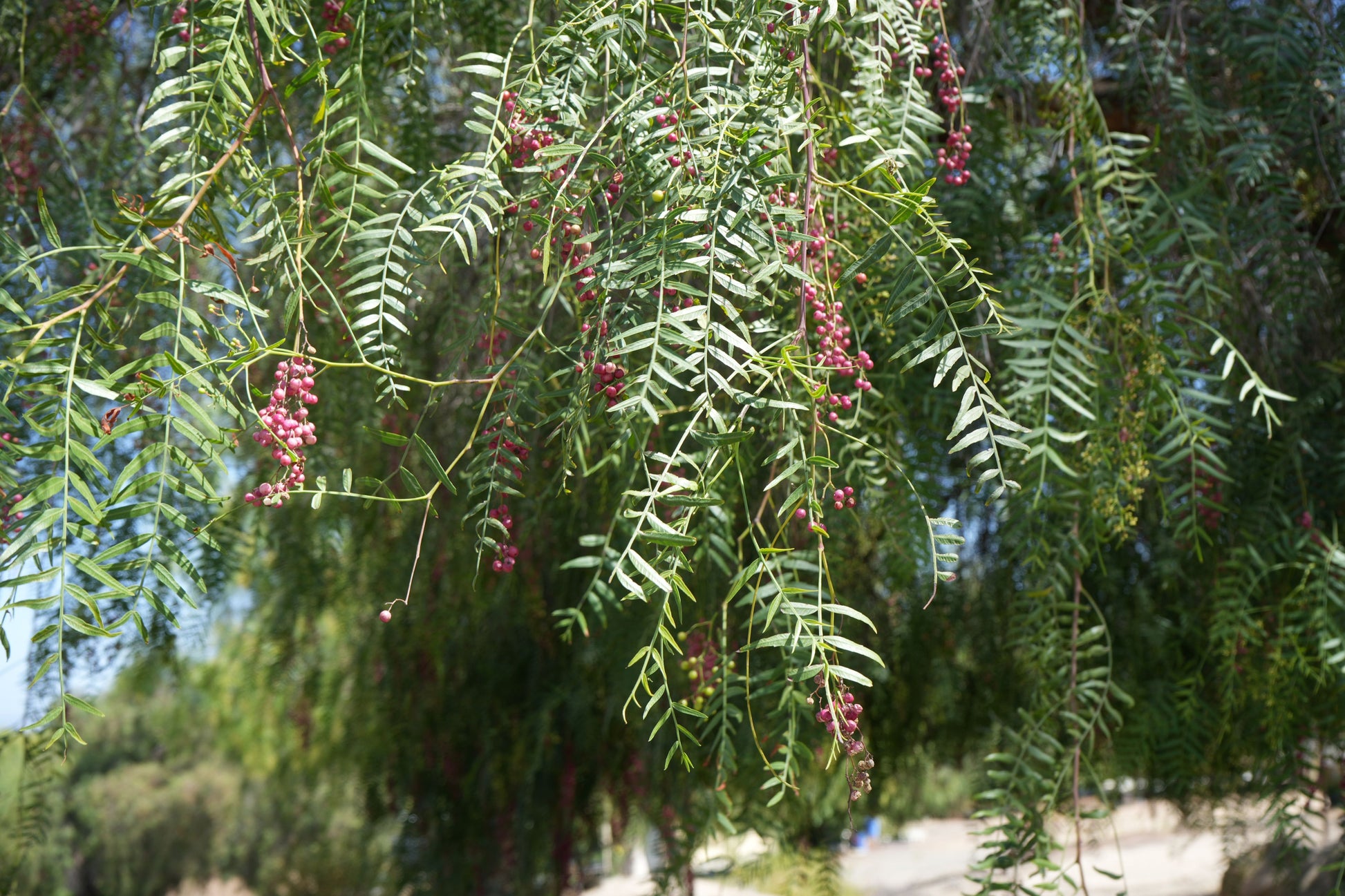 Close-up of peppercorn tree branches with green leaves and clusters of pink peppercorns outdoors