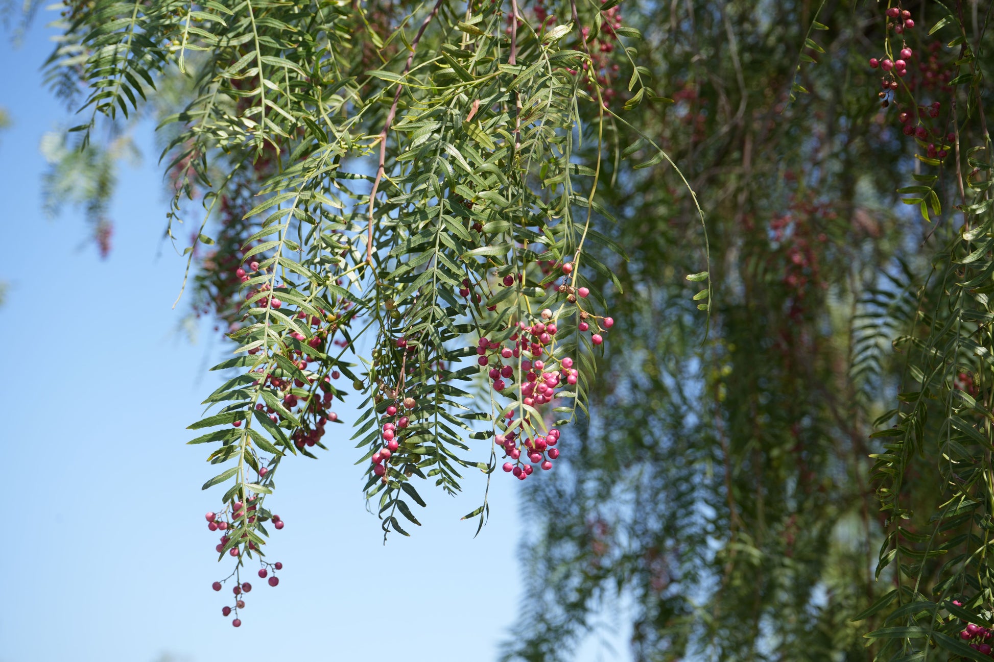Peppercorn tree branches with clusters of red berries against a clear blue sky