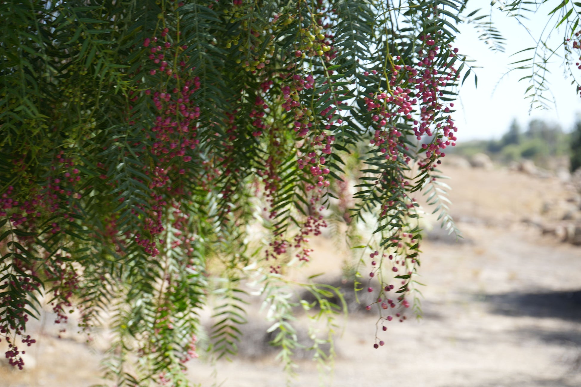 Close-up of peppercorn tree branches with green leaves and clusters of pink peppercorns in dry outdoor setting