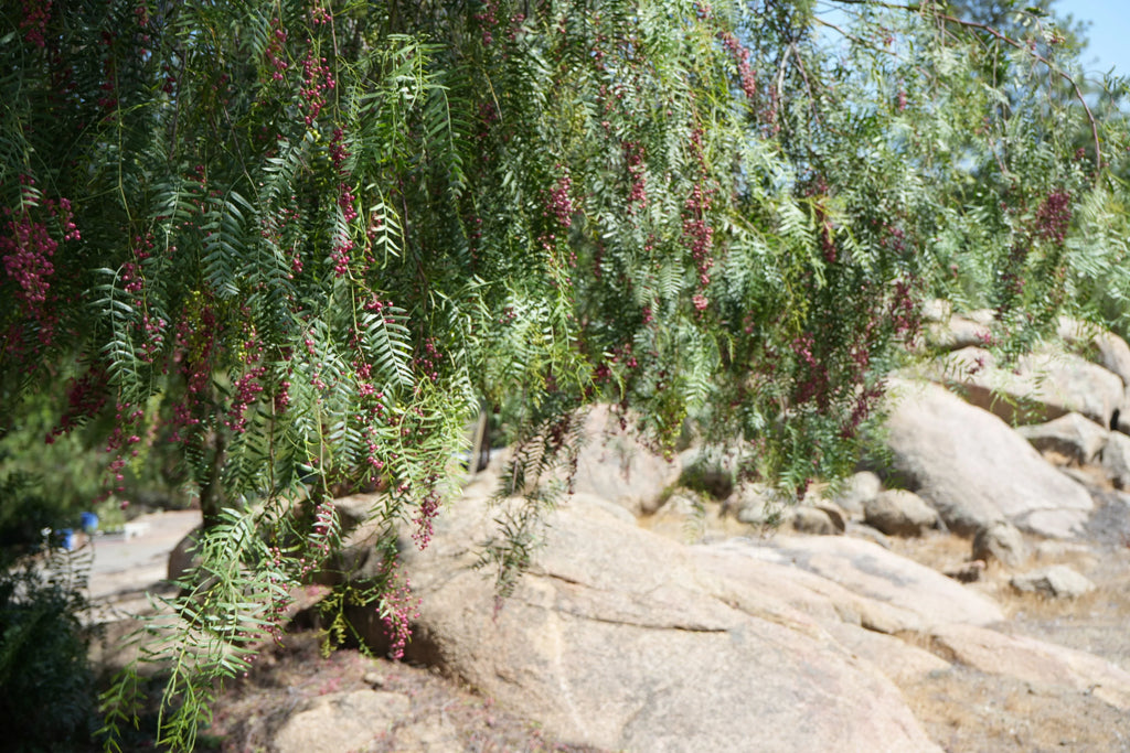 Peppercorn tree branches with pink berries and green leaves hanging over rocky landscape