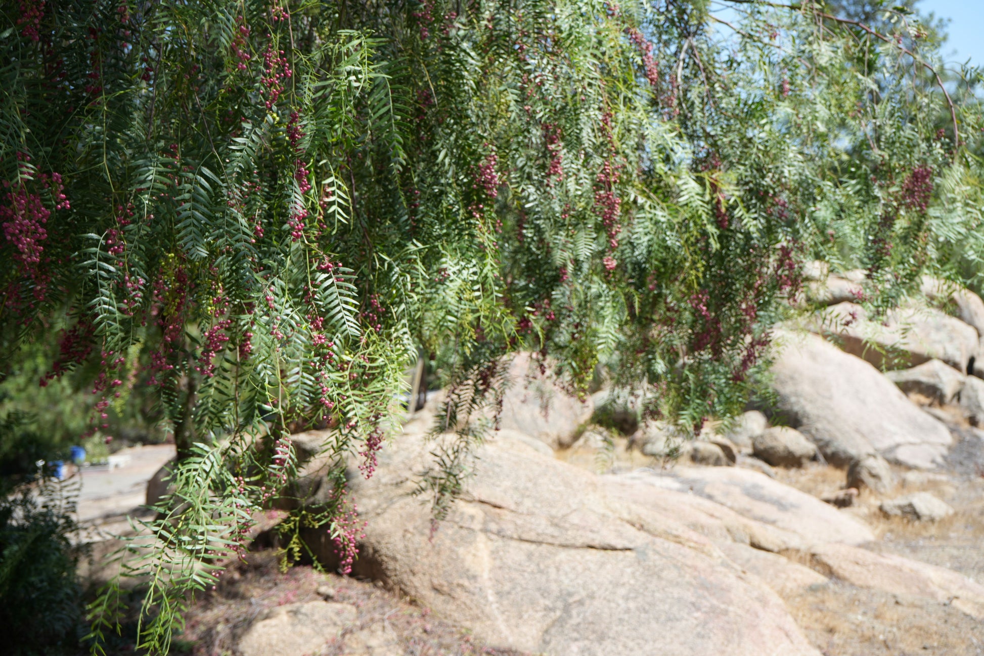 Peppercorn tree branches with green leaves and clusters of red peppercorns over rocky terrain
