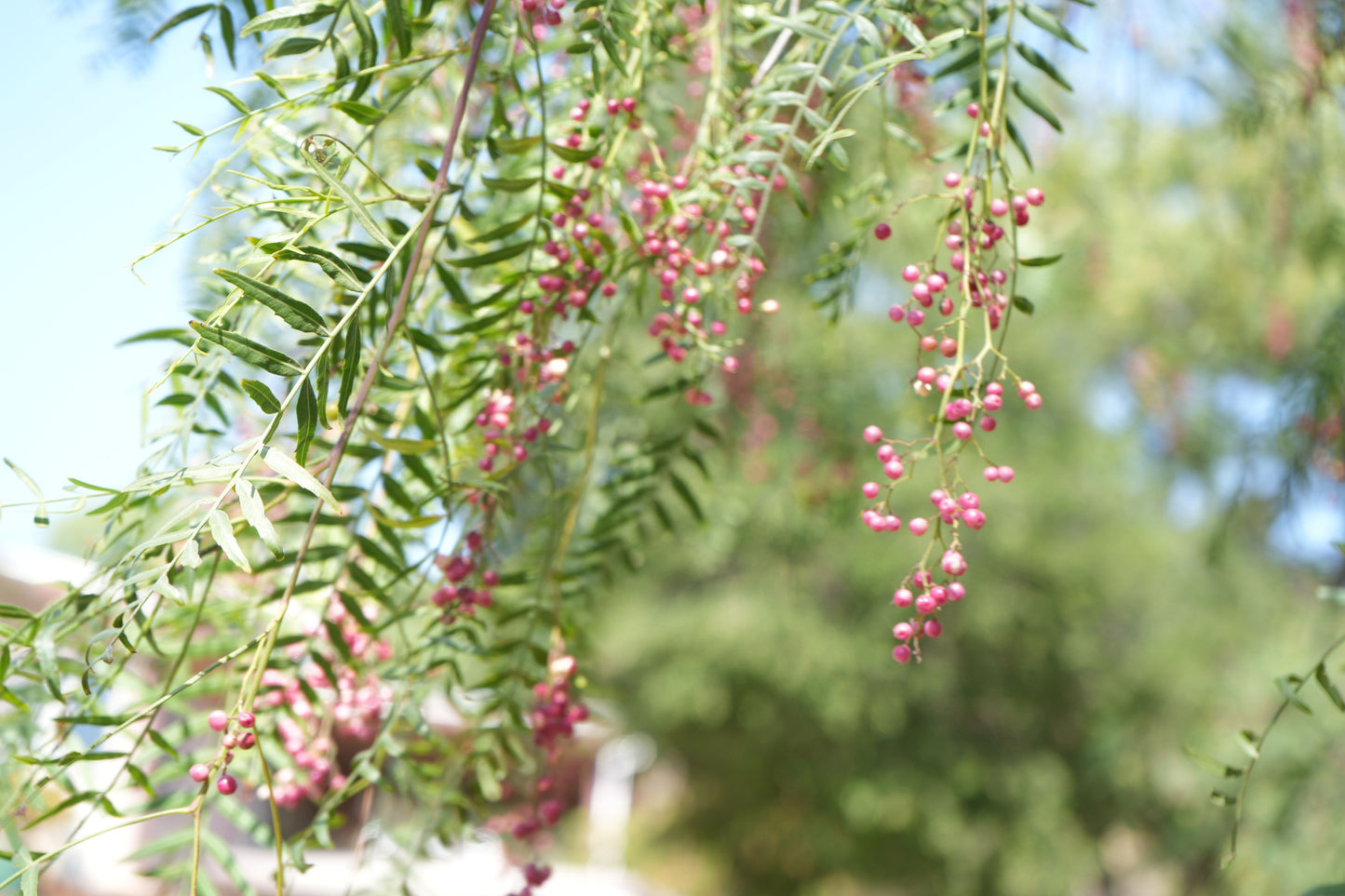 Close-up of pink peppercorn clusters hanging from green leafy branches on a tree outdoors