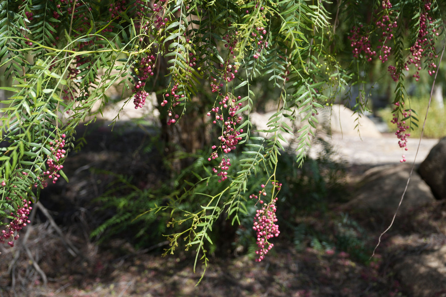 Close-up of peppercorn tree branches with green leaves and clusters of pink peppercorn berries
