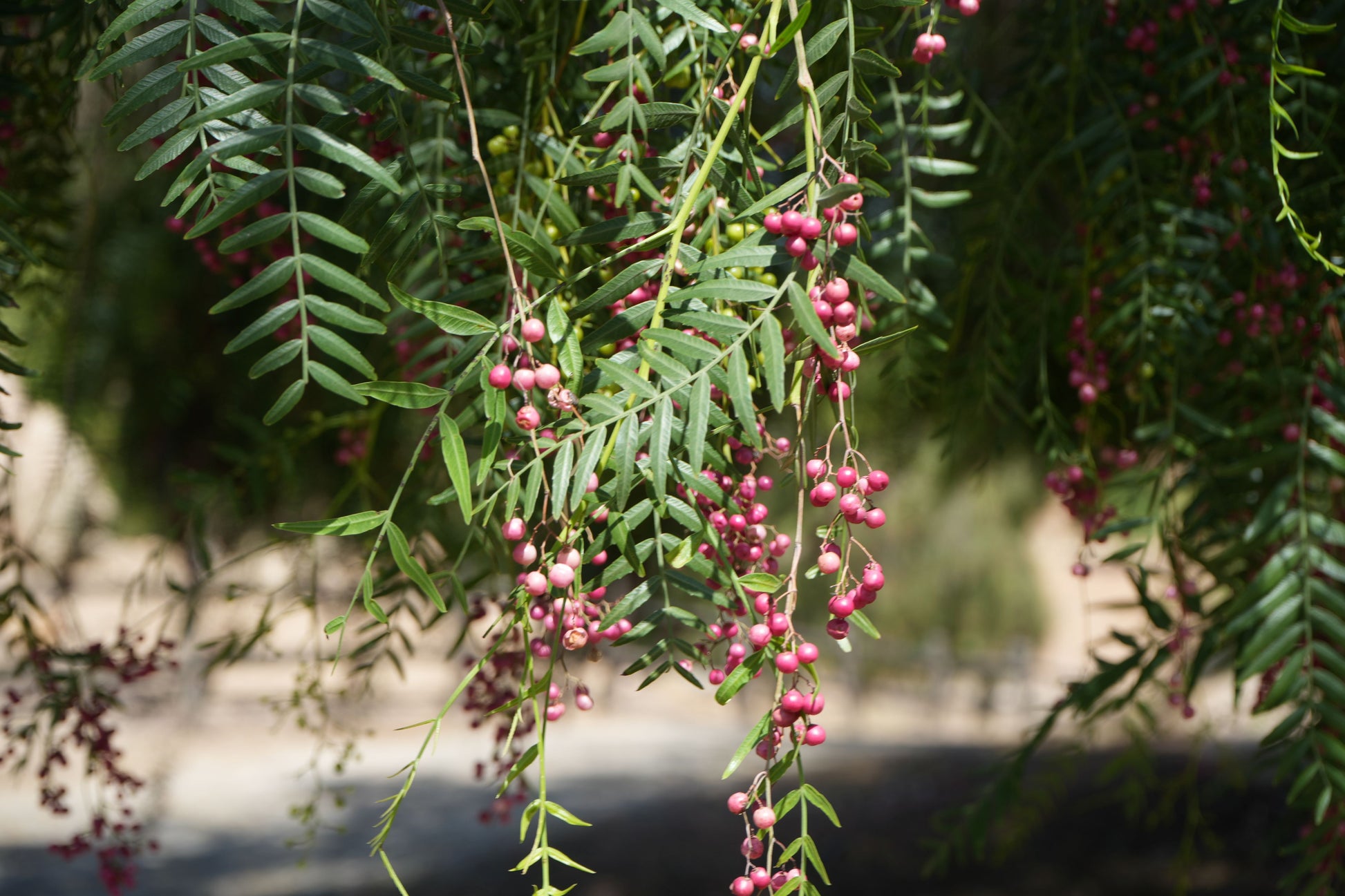 Close-up of peppercorn tree branches with green leaves and clusters of pink peppercorn berries