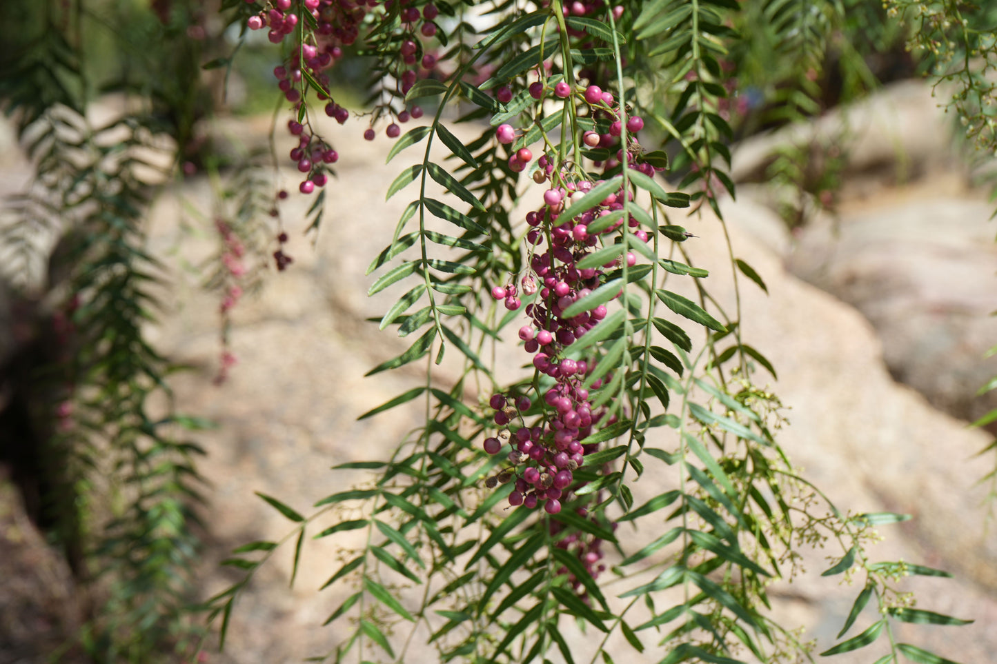 Close-up of pink peppercorn clusters hanging from green leaves on a peppercorn tree branch