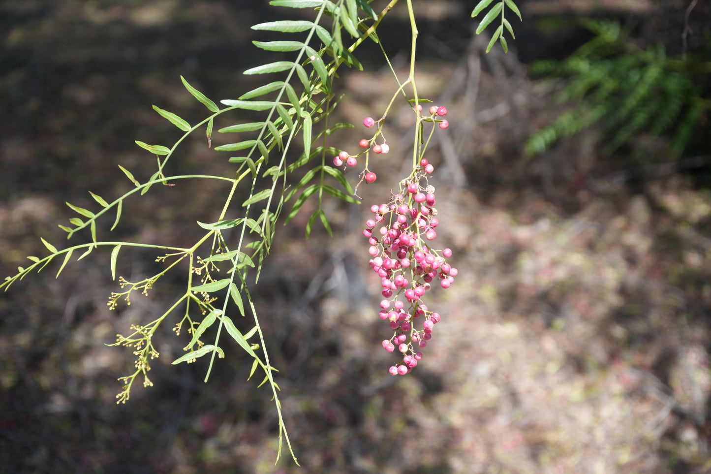 Green peppercorn tree branch with hanging clusters of ripe pink peppercorn berries in natural outdoor setting