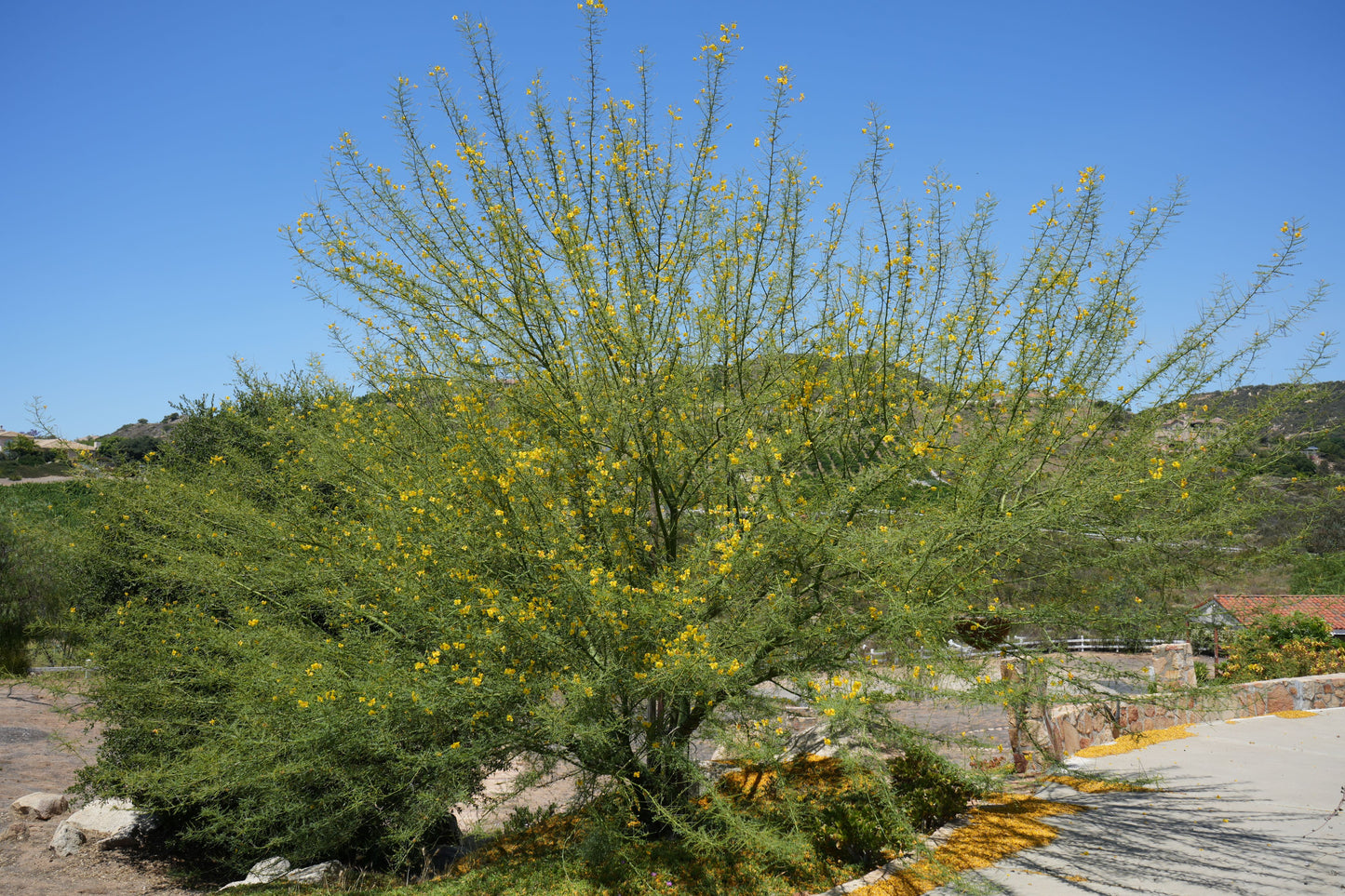 Blue Palo Verde tree with yellow flowers in arid landscape near paved path and hills under clear blue sky