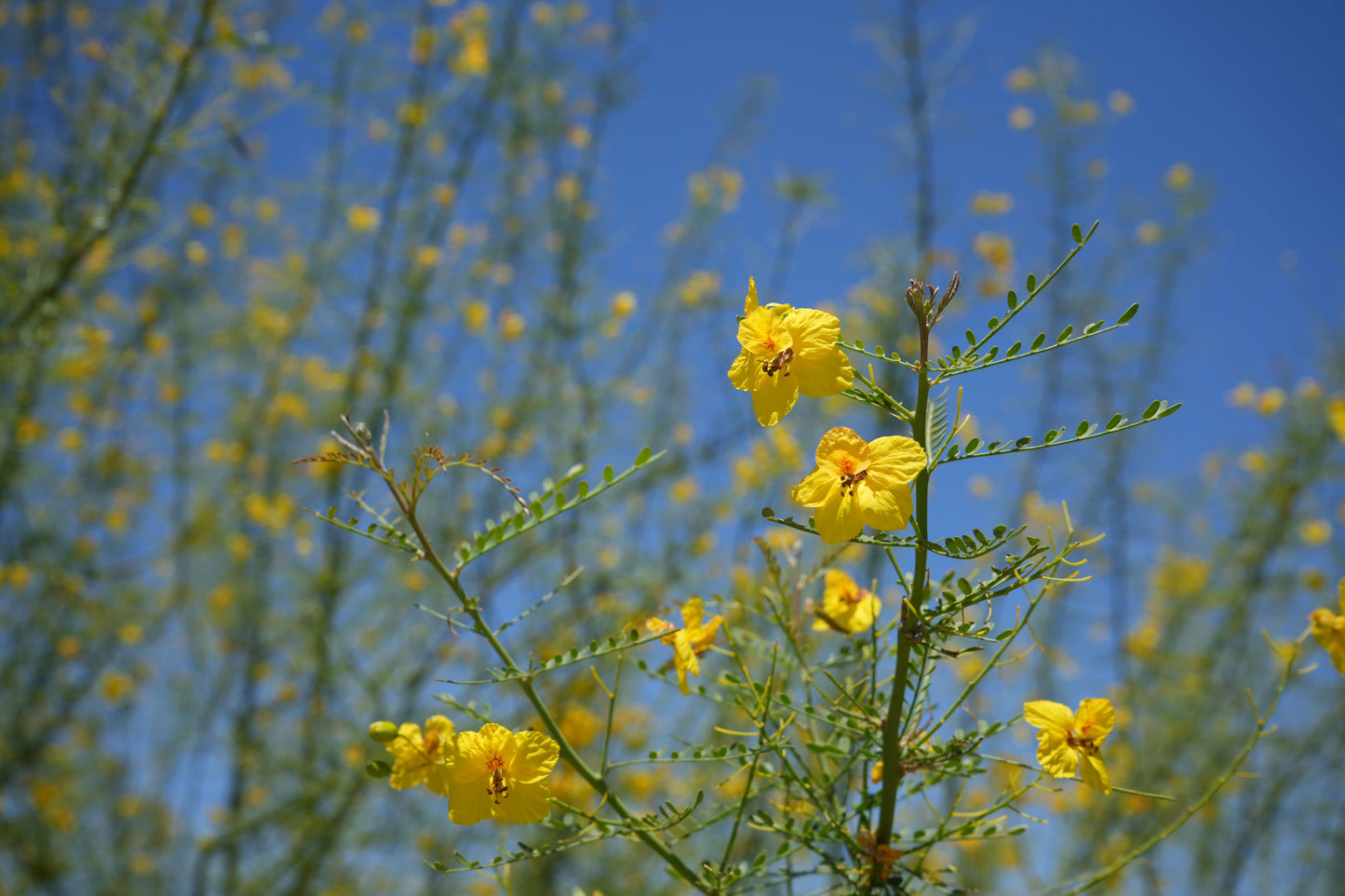 Close-up of yellow Blue Palo Verde flowers and green leaves against a clear blue sky