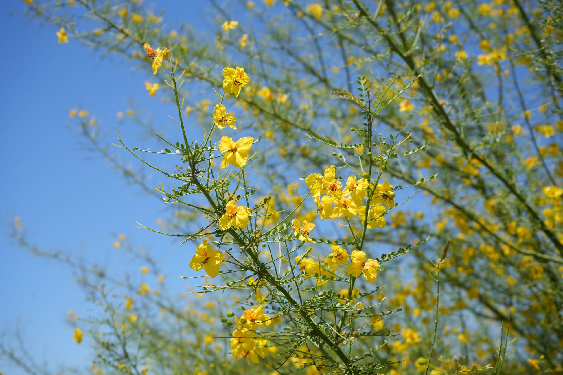Yellow Blue Palo Verde flowers and green branches against a clear blue sky