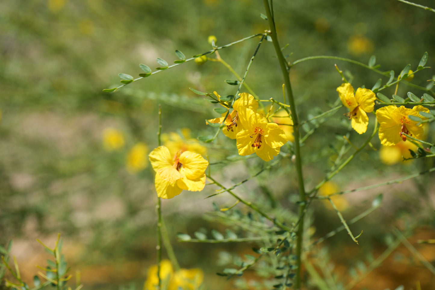 Yellow Blue Palo Verde flowers with green stems and leaves in bright natural light