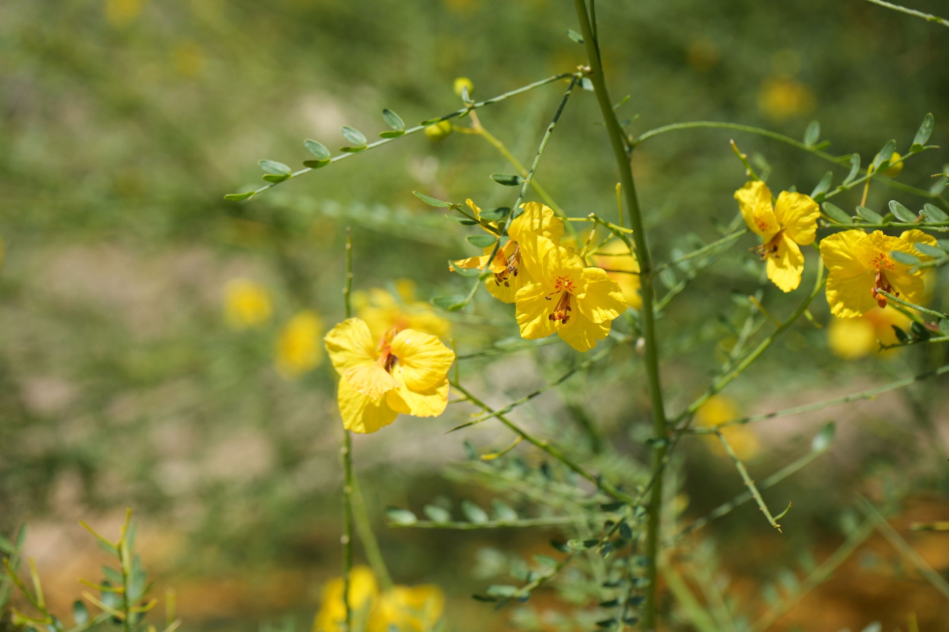 Yellow Blue Palo Verde flowers with green stems and leaves in bright natural light