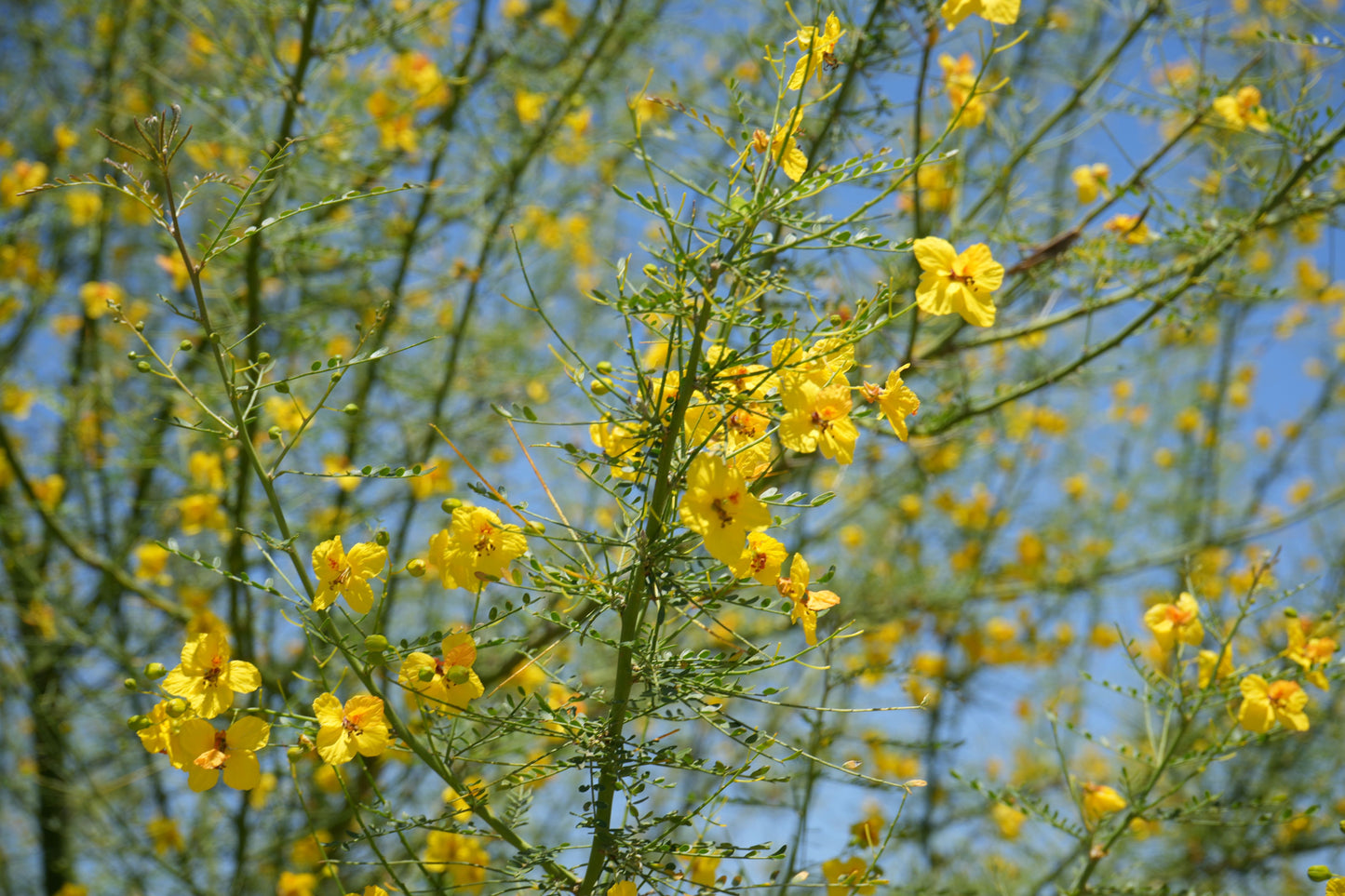 Close-up of yellow blooms and green foliage on Blue Palo Verde tree branches against clear blue sky