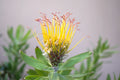 Leucospermum gueinzii flower with vibrant yellow-orange pincushion petals and green leaves