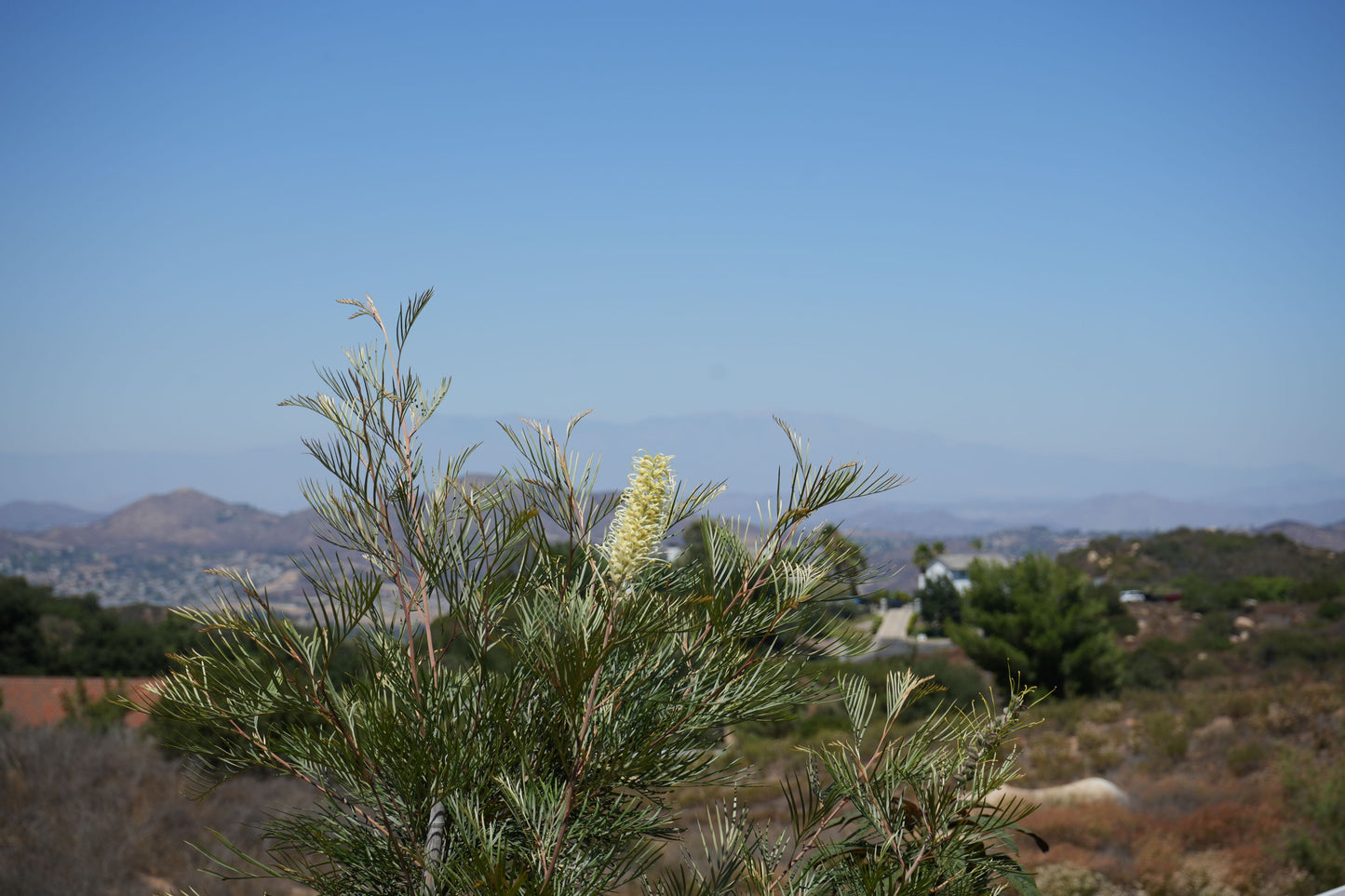 Grevillea 'Moonlight': A Silvery-White Spectacle