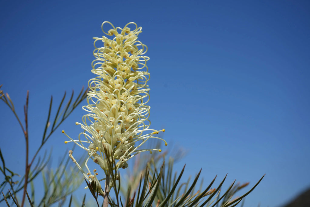 Grevillea Moonlight flower with pale yellow blooms and fine green leaves against blue sky