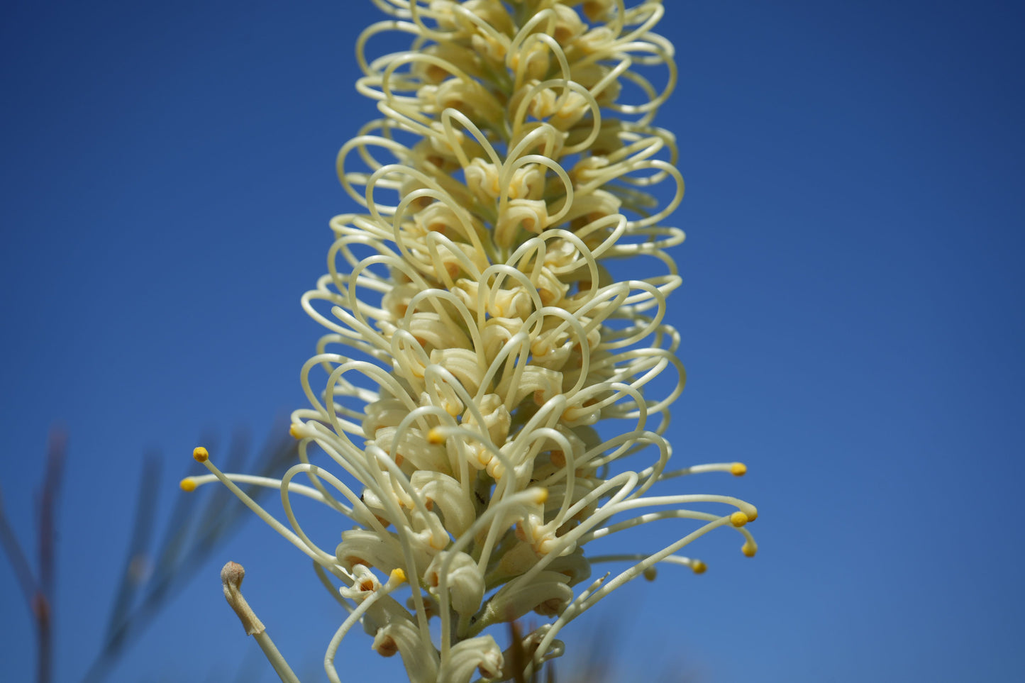 Grevillea 'Moonlight': A Silvery-White Spectacle