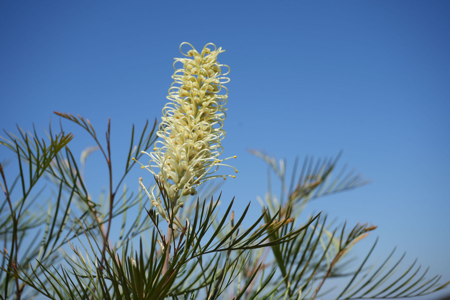 Grevillea 'Moonlight': A Silvery-White Spectacle