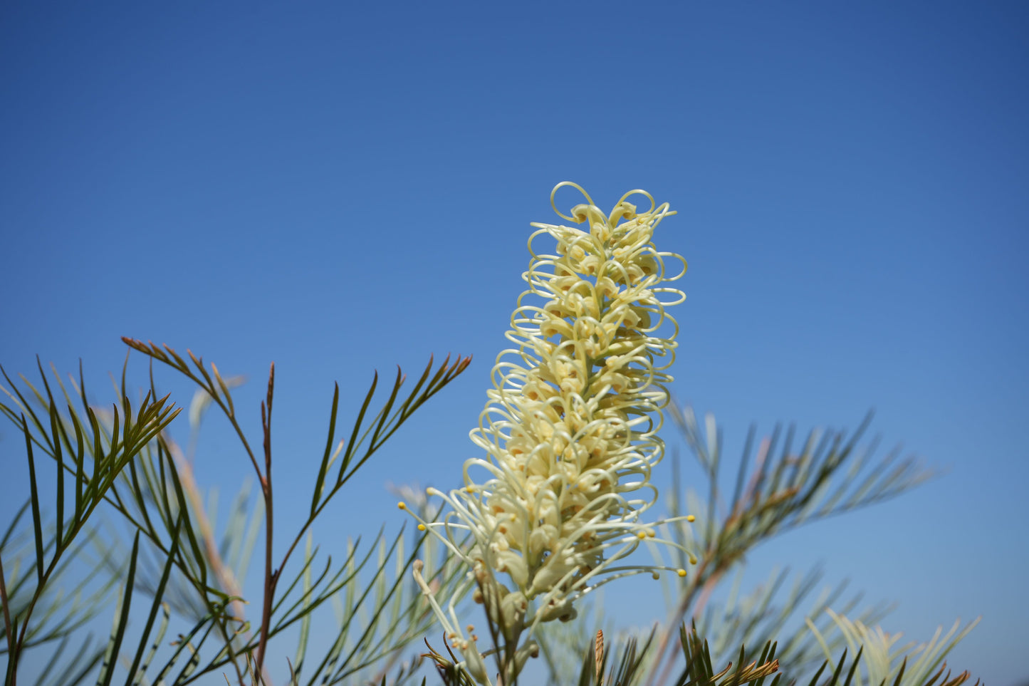 Grevillea 'Moonlight': A Silvery-White Spectacle