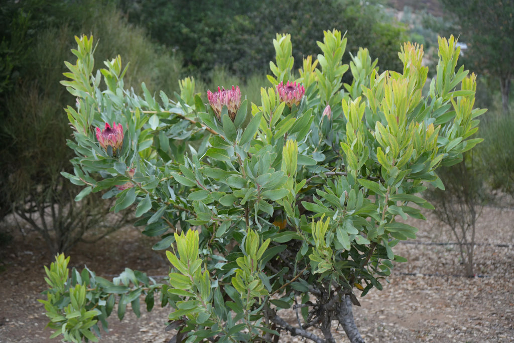 Protea eximia plant with pink flowers and green leaves growing outdoors