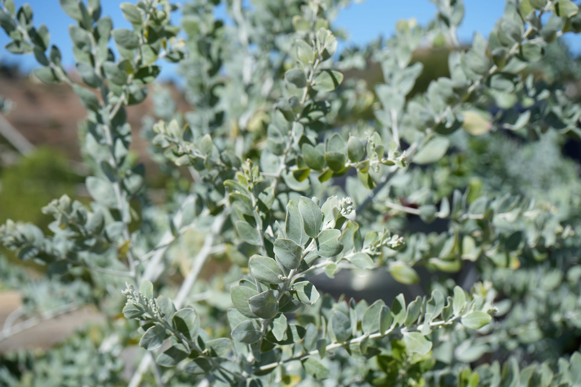 Close-up of dense silvery-green Acacia podalyrifolia leaves on branches outdoors