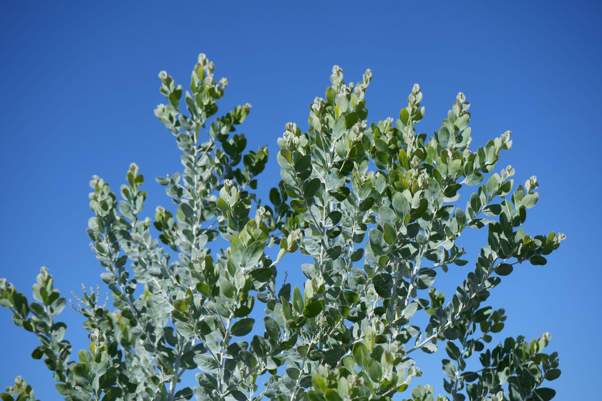 Green Acacia podalyriifolia leaves against clear blue sky on sunny day