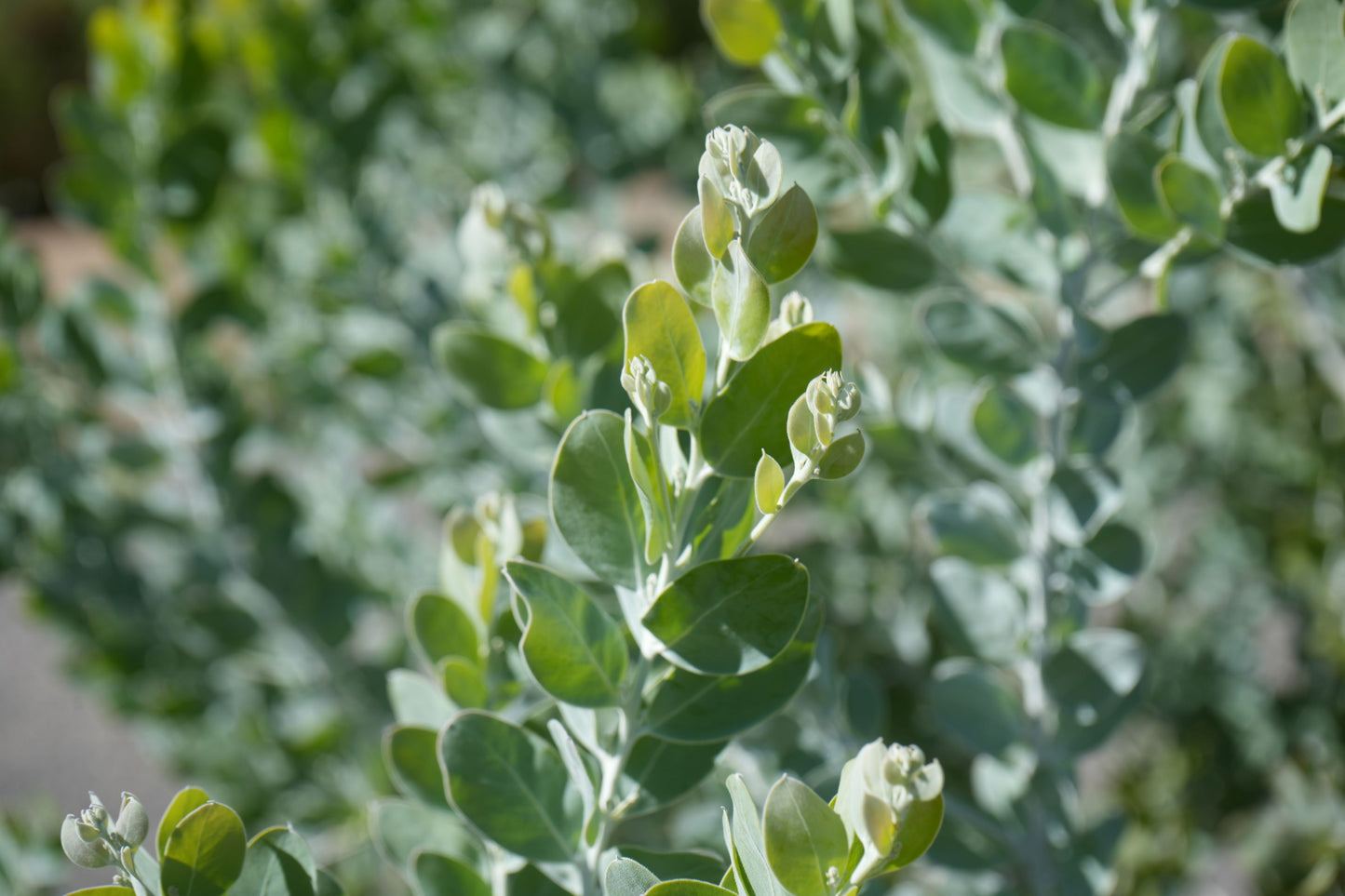 Close-up of green Acacia podalyriifolia plant leaves in bright natural light