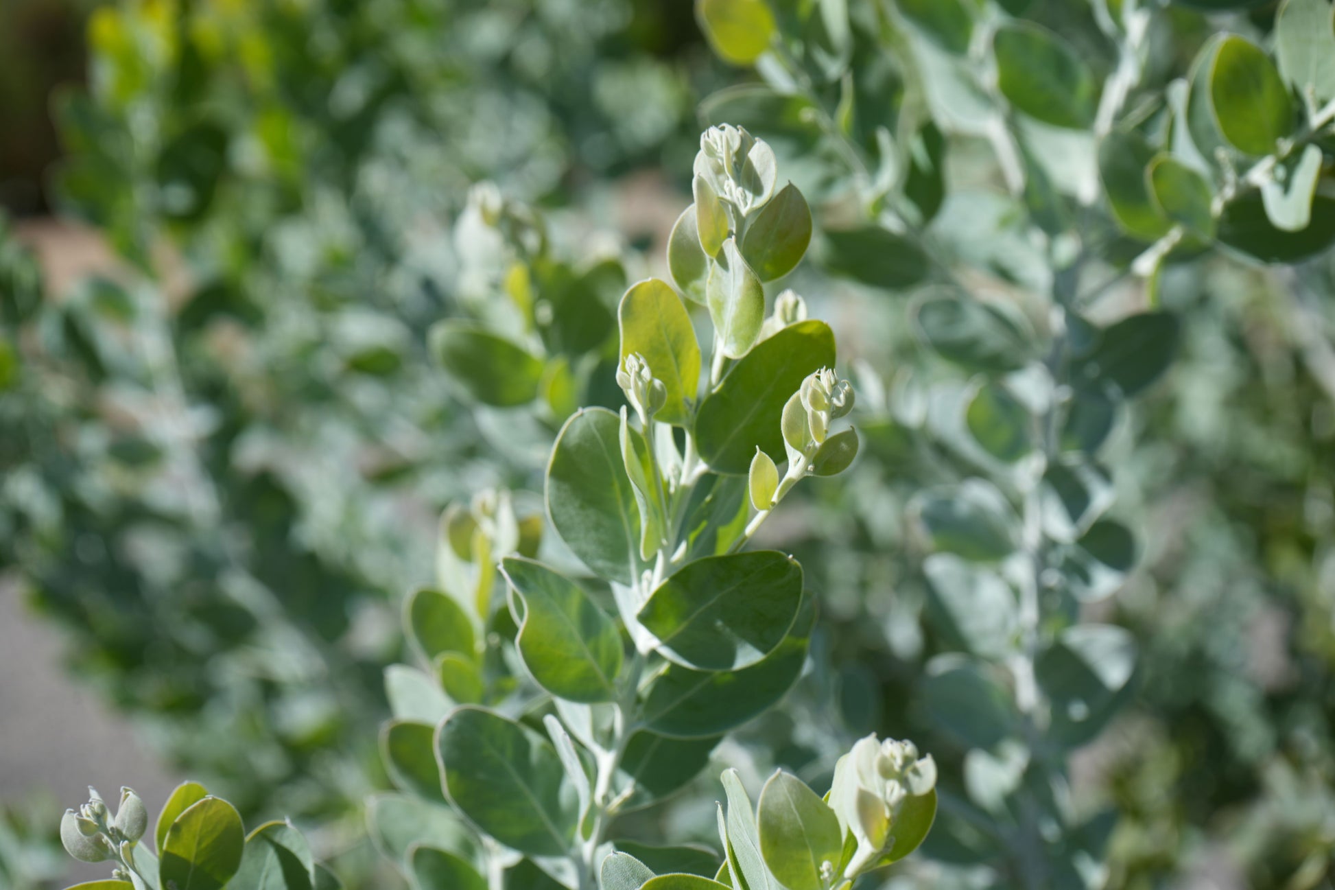 Close-up of green Acacia podalyriifolia plant leaves in bright natural light