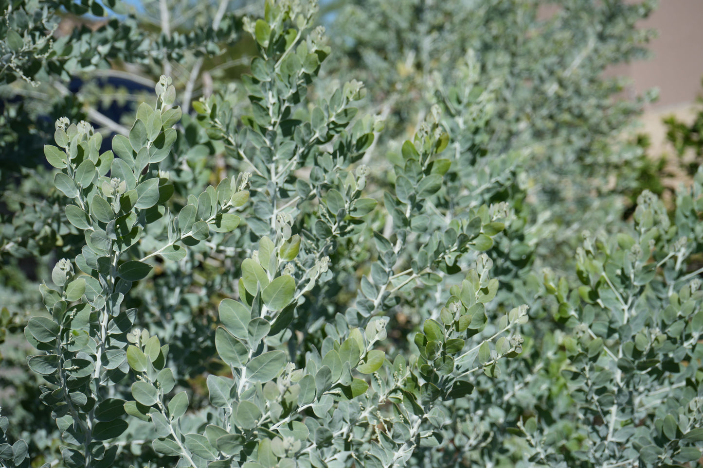 Dense green foliage of Acacia podalyrifolia with small rounded leaves in natural outdoor setting