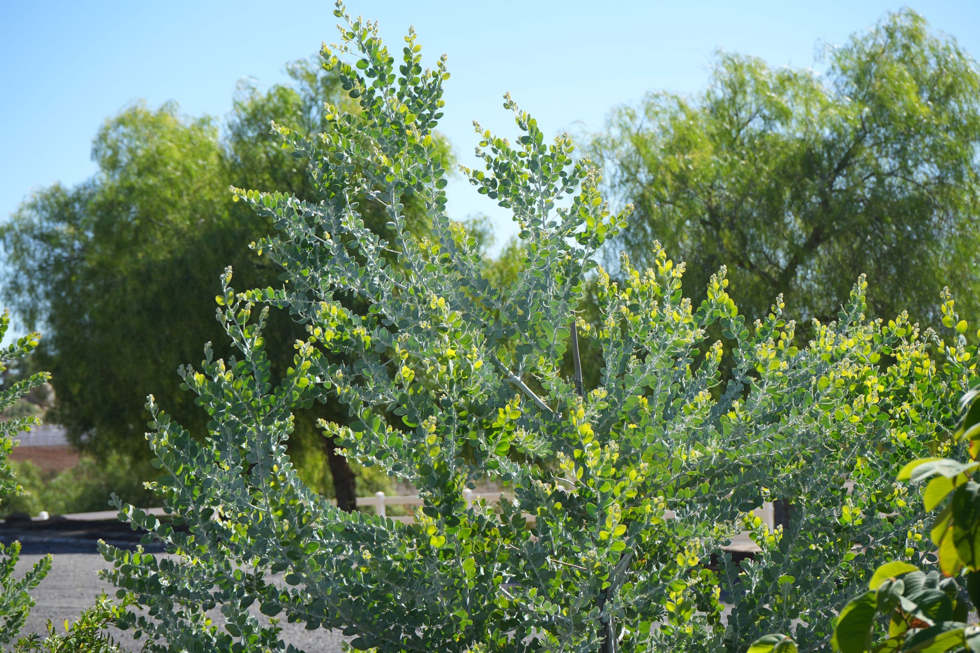Acacia podalyriifolia tree with green foliage against a clear blue sky and leafy background