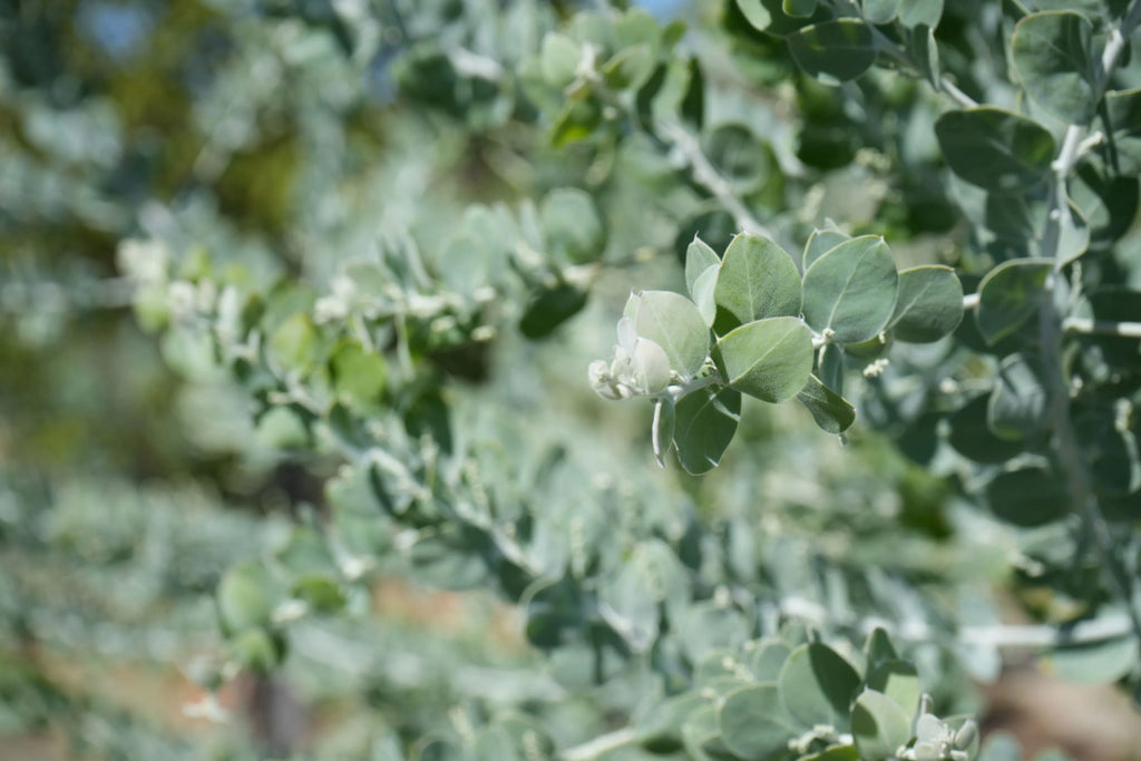 Close-up of Acacia podalyrifolia foliage with silvery green leaves outdoors.