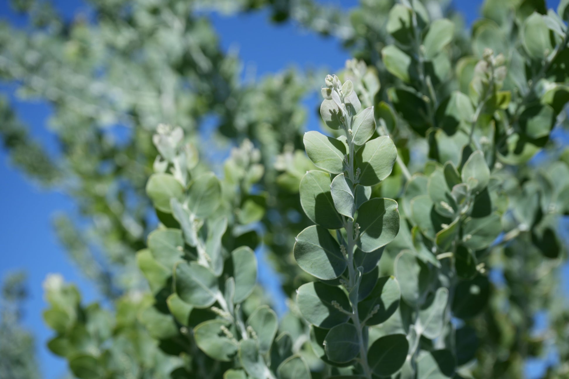 Close-up of Acacia podalyrifolia silvery leaves against clear blue sky