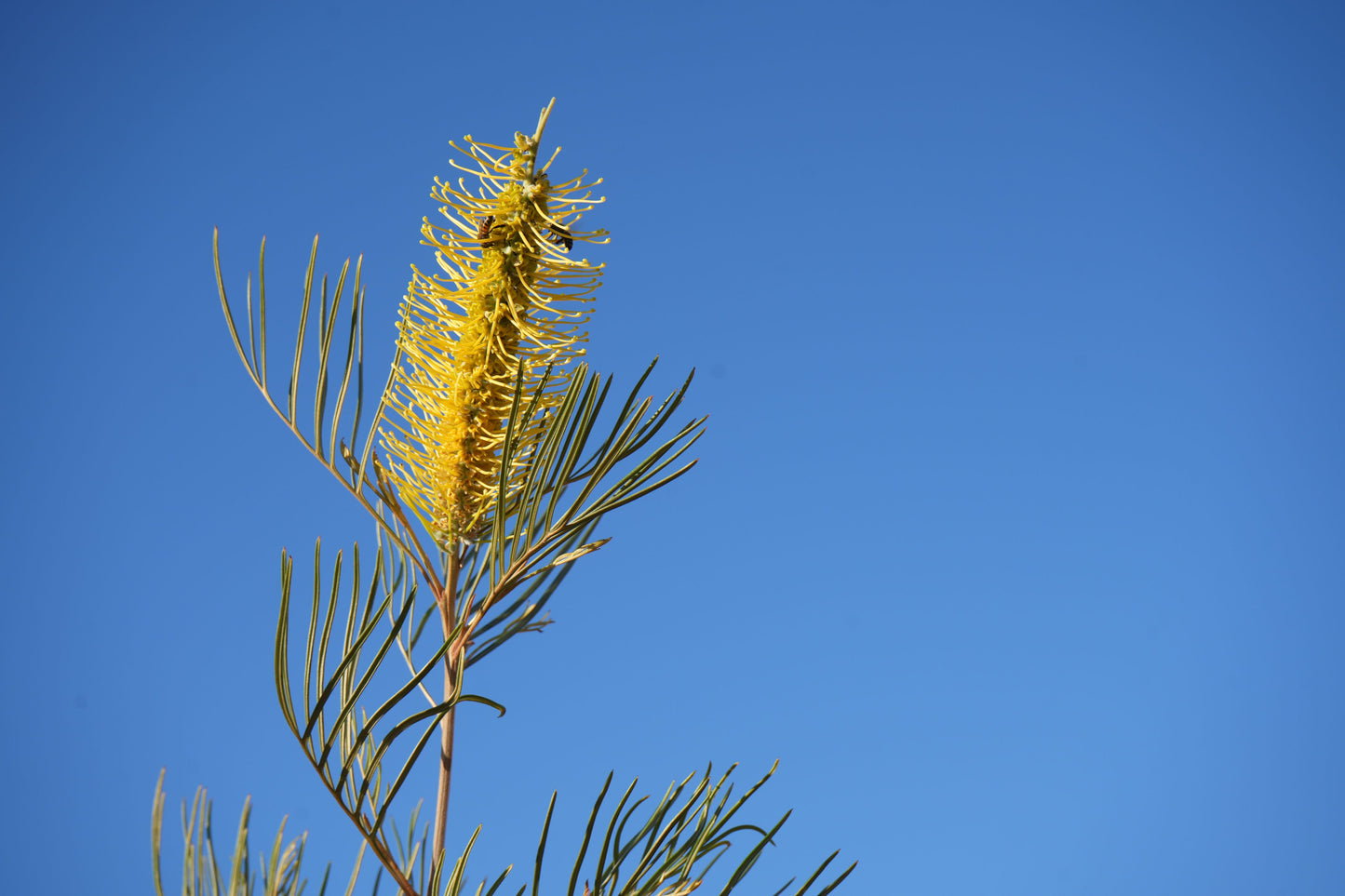 Yellow Grevillea Sandra Gordon flower with slender green leaves and clear blue sky background