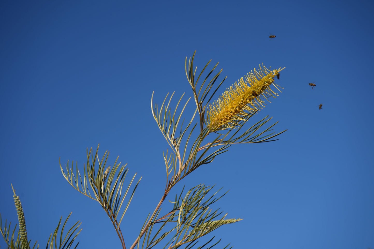 Yellow Grevillea Sandra Gordon flower with bees flying around against clear blue sky