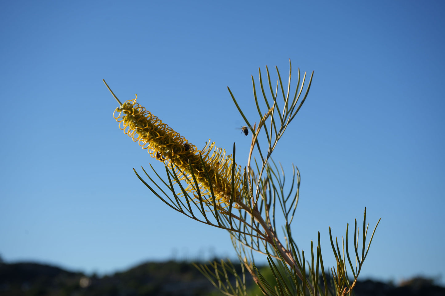Yellow Grevillea Sandra Gordon flower with slender leaves and a bee in flight against blue sky