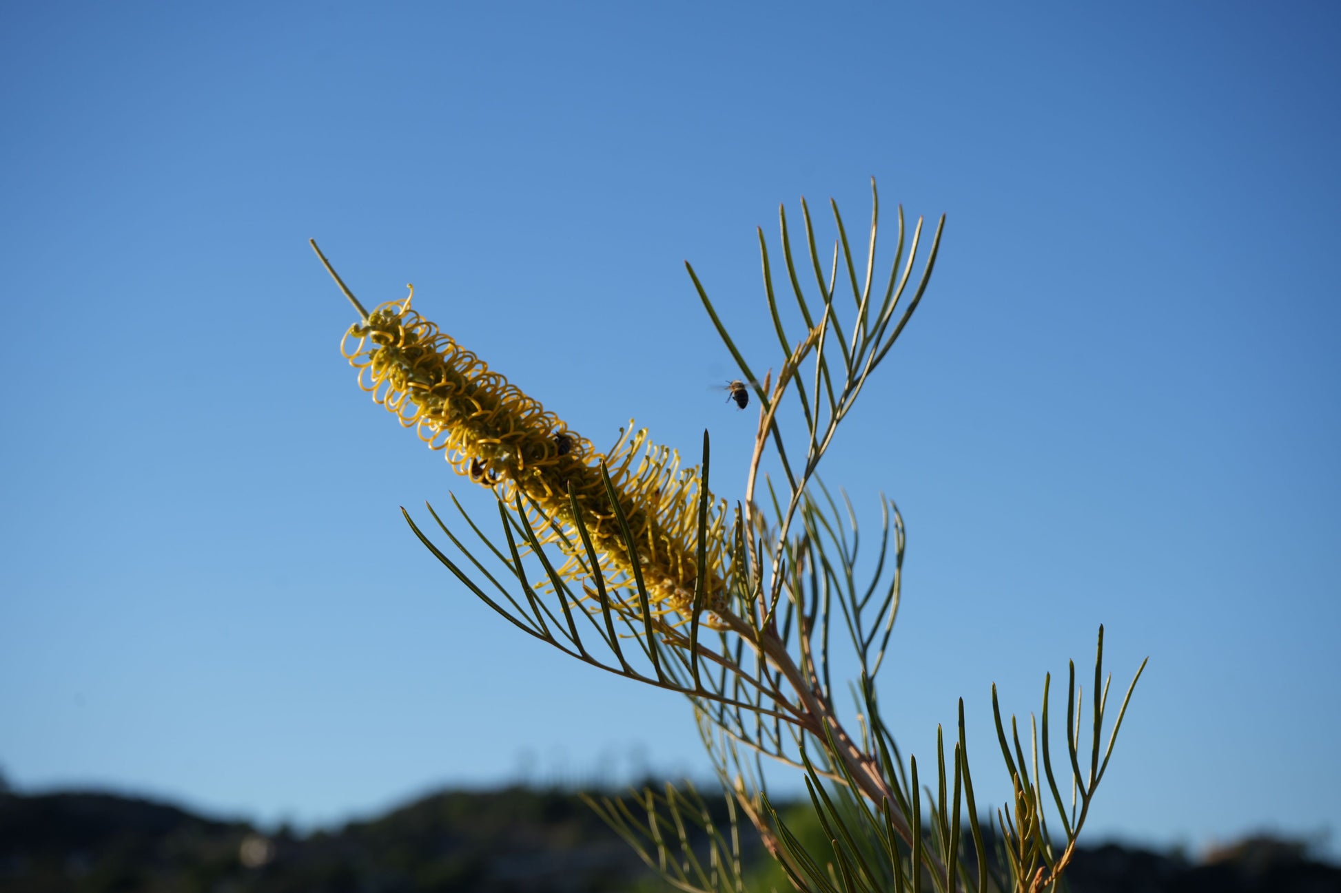 Yellow Grevillea Sandra Gordon flower with slender leaves and a bee in flight against blue sky