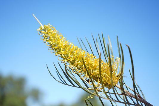 Close-up of yellow Grevillea flower with needle-like leaves against clear blue sky