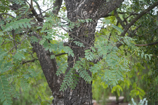 Close-up of Argentine mesquite tree trunk and green compound leaves in natural outdoor setting