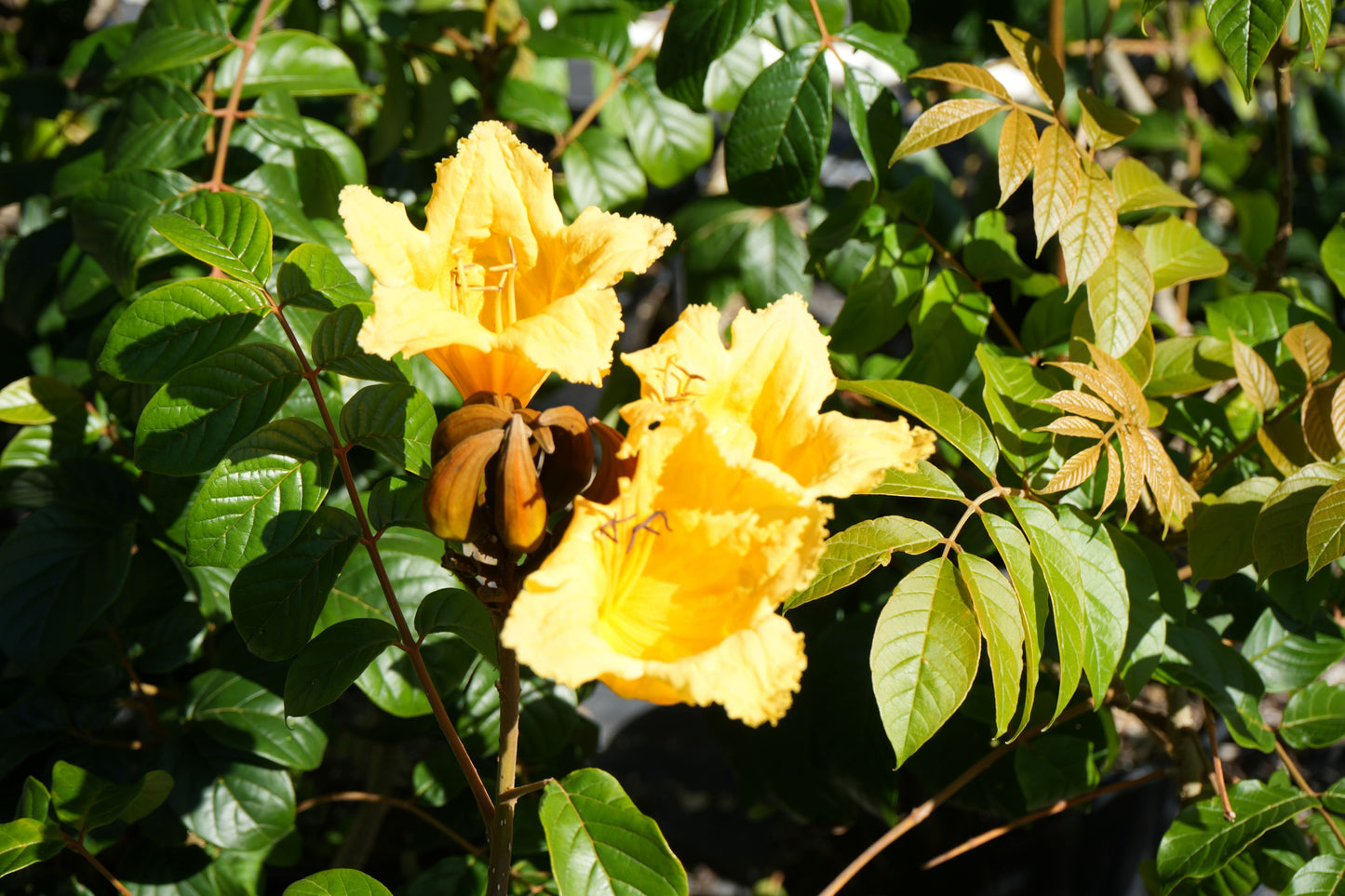 Close-up of bright yellow Spathodea campanulata flowers surrounded by green leaves in sunlight