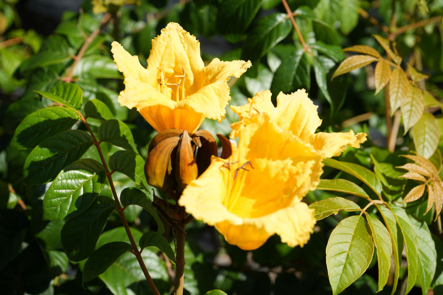 Bright yellow Spathodea campanulata flowers with green leaves in natural sunlight