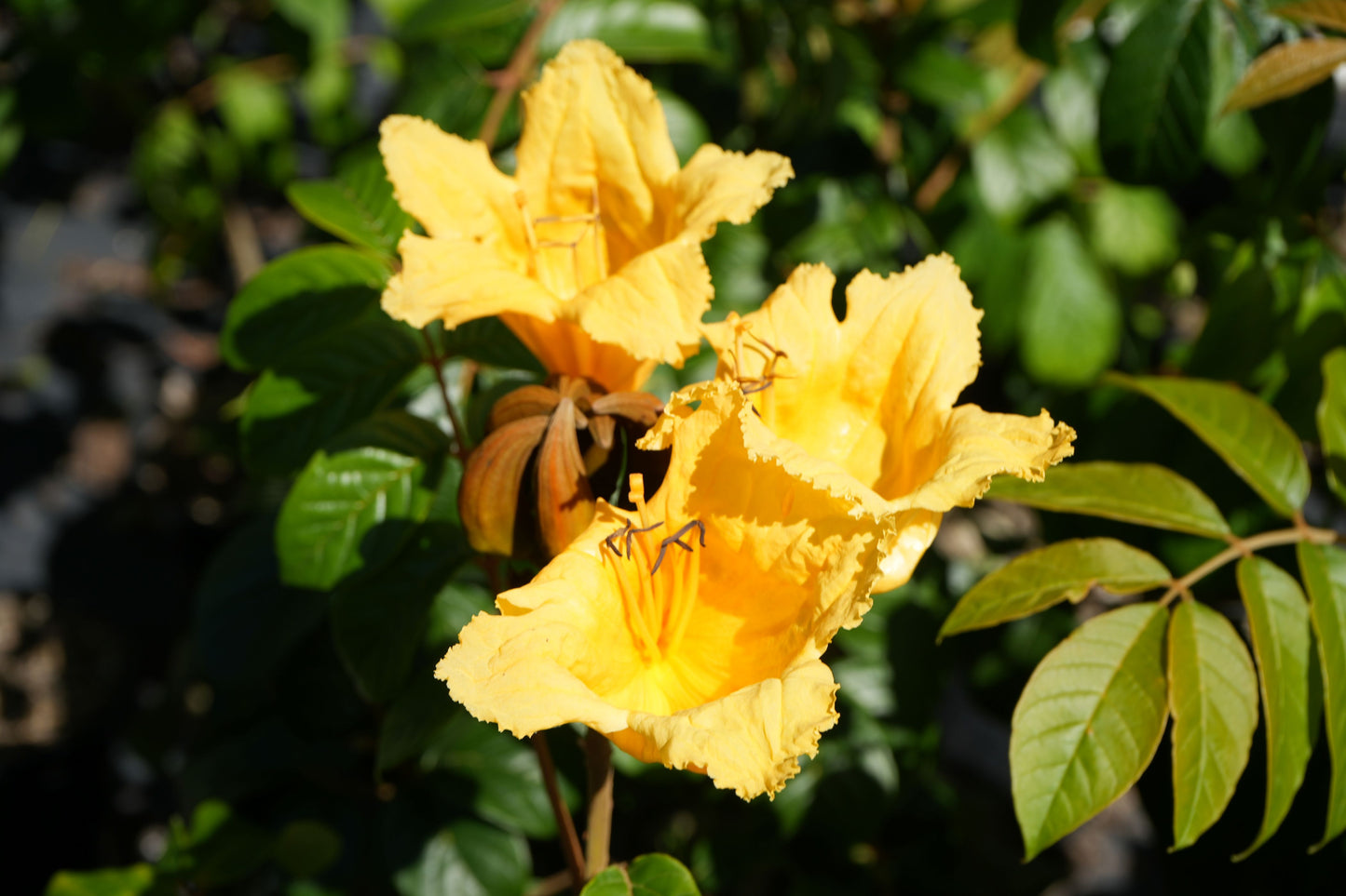Bright yellow Spathodea campanulata flowers with green leaves in sunlight