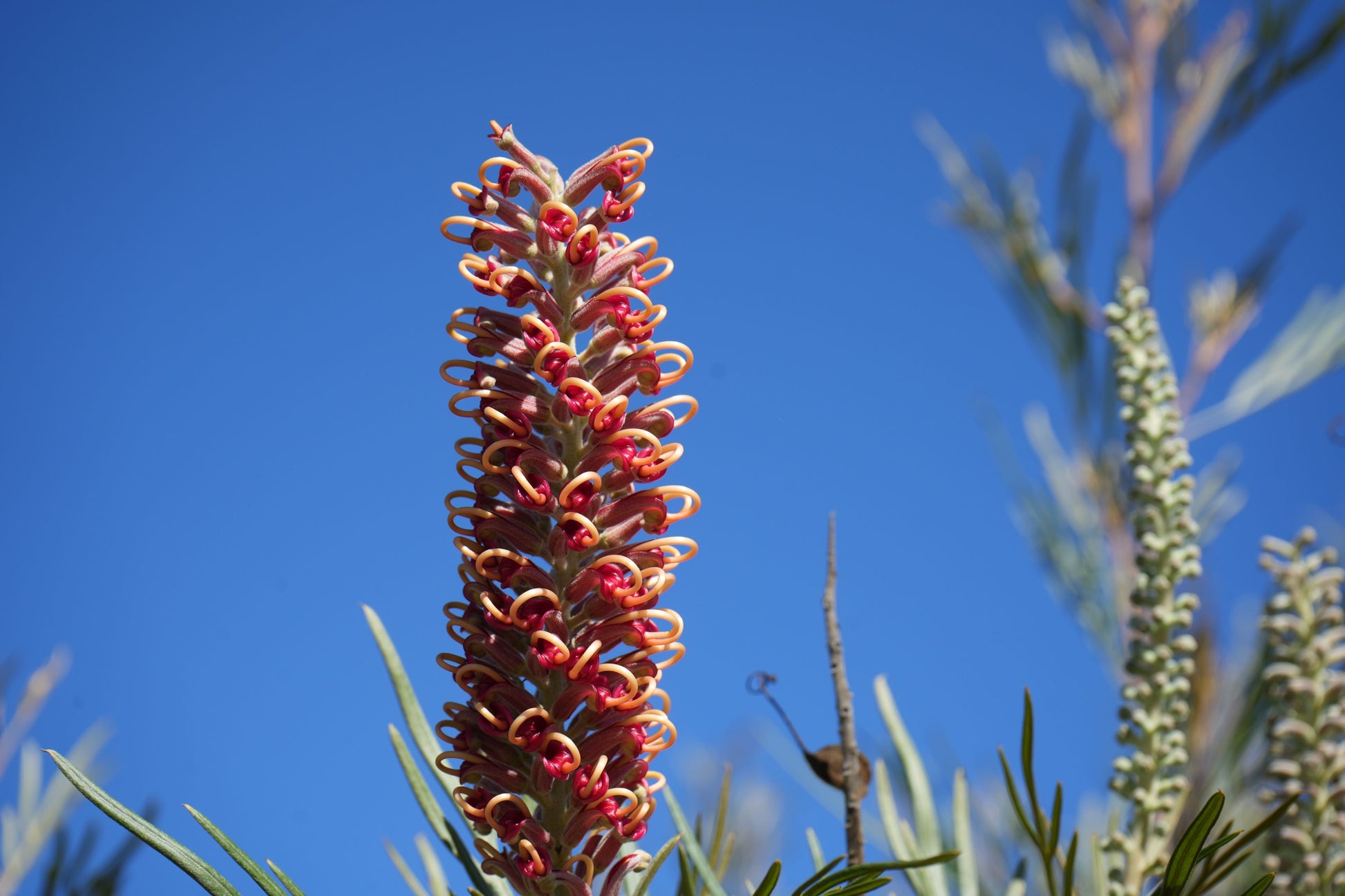 Close-up of red and yellow Grevillea Majestic flower spike against clear blue sky