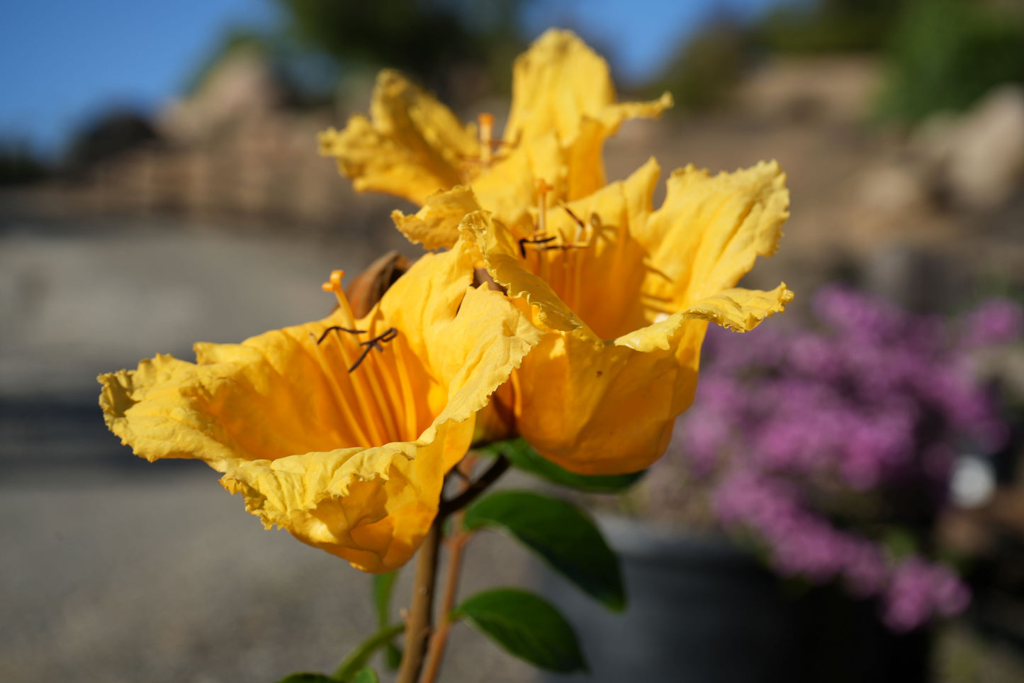 Close-up of bright yellow Spathodea flowers with blurred garden background and purple blossoms